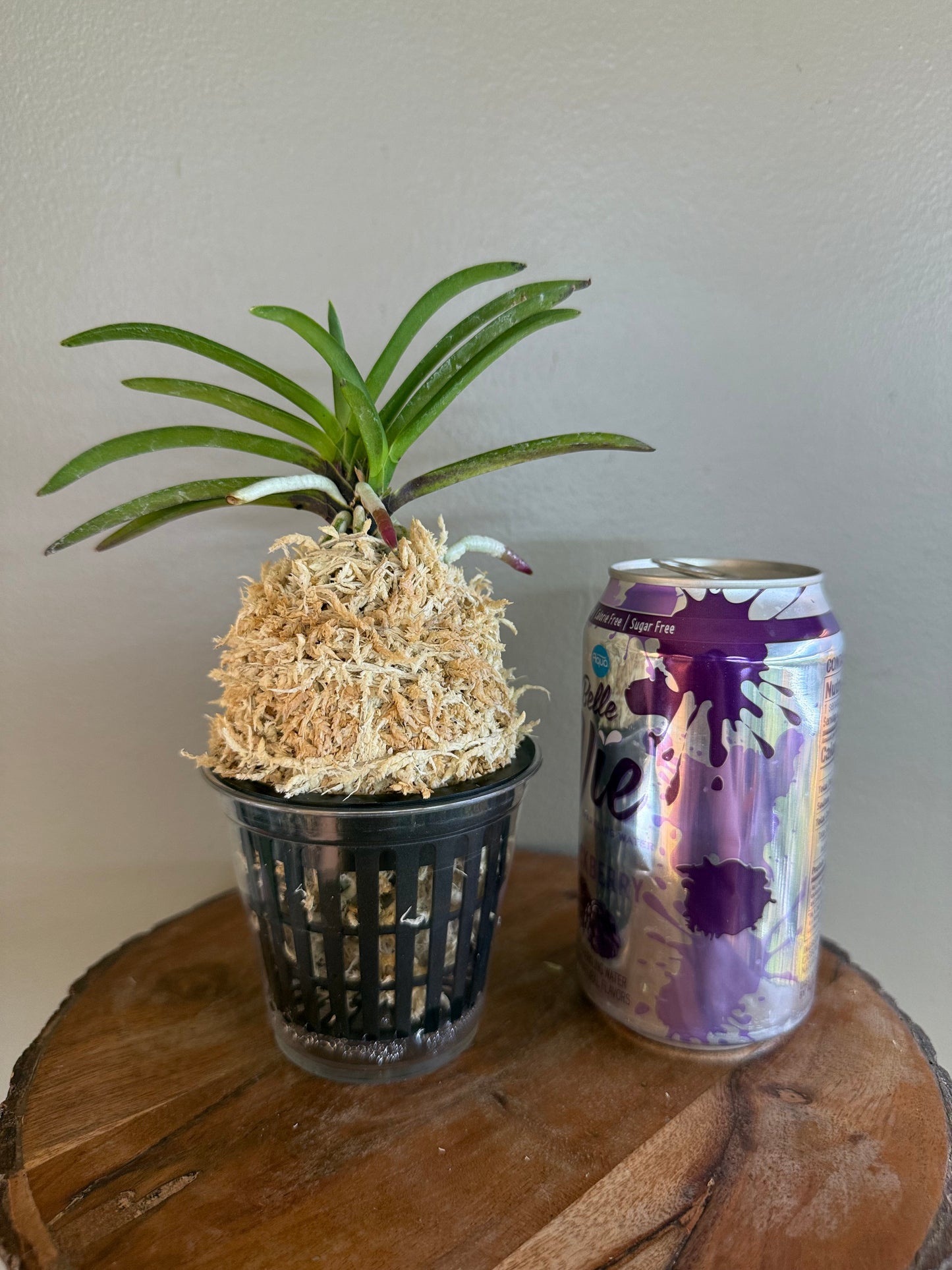 Neofinetia falcata Honghyeon 紅玄