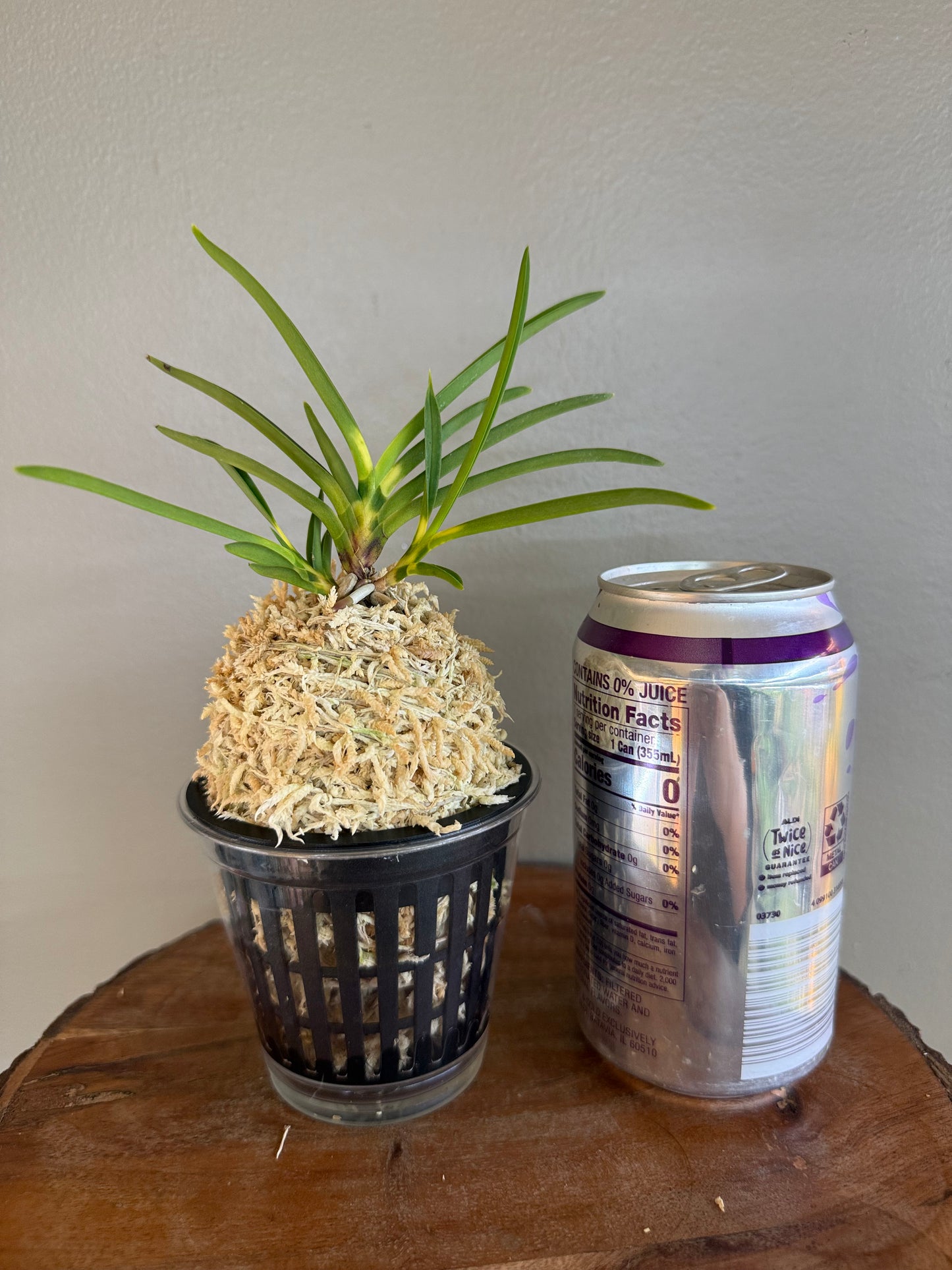 Neofinetia falcata Shinkiro 蜃気楼