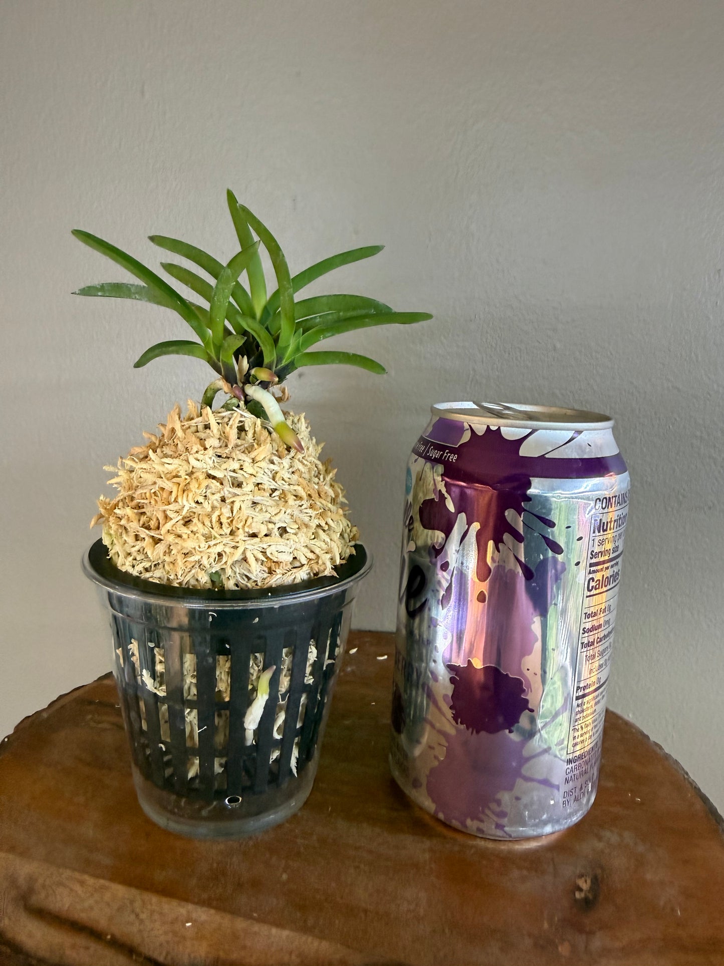 Neofinetia falcata Yusui 幽翠