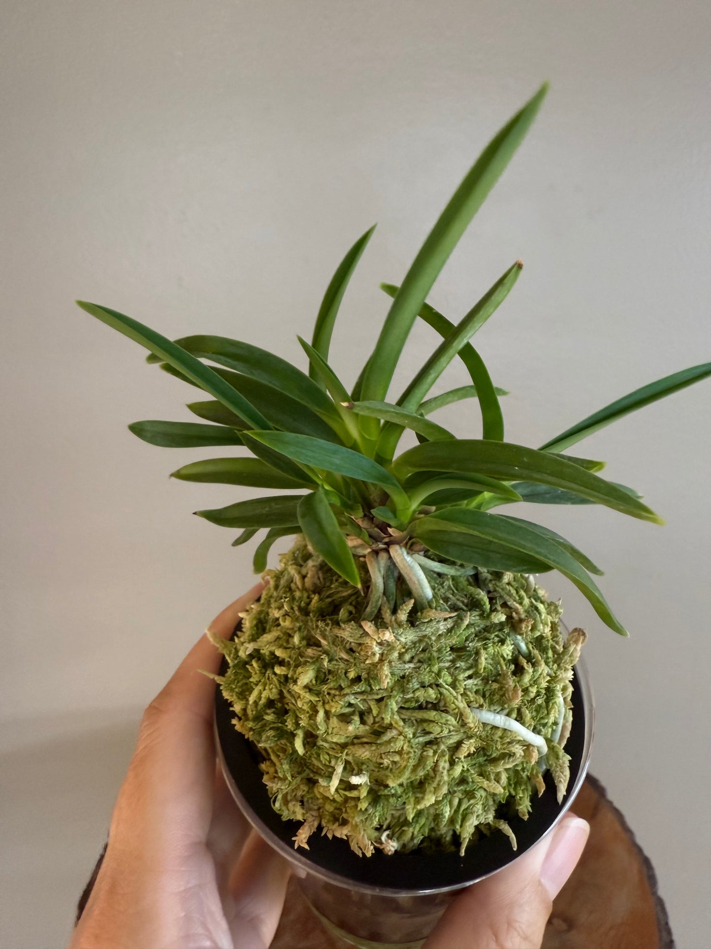 Neofinetia falcata Homeiden 豊明殿