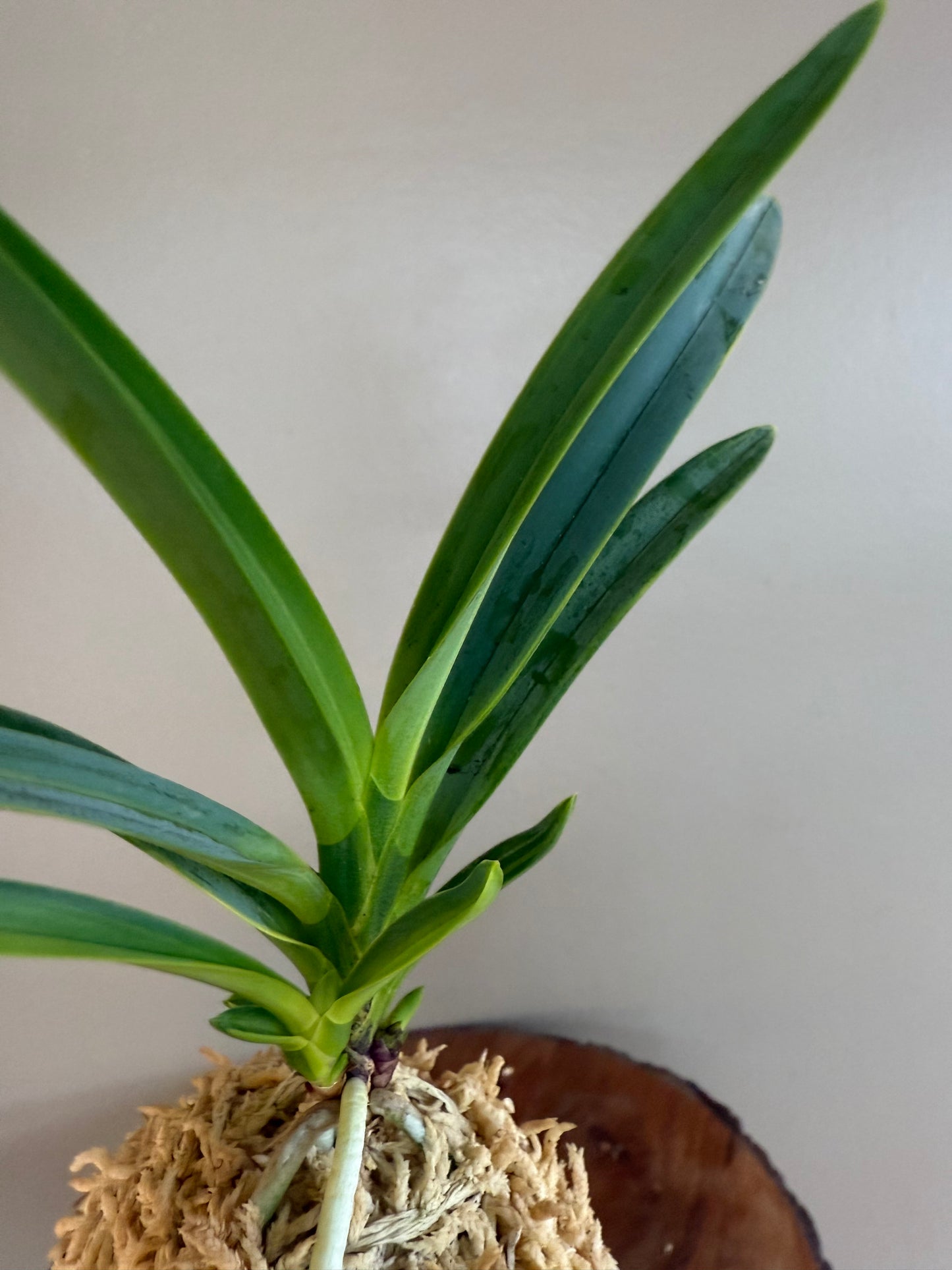 Neofinetia falcata Misukage 御簾影
