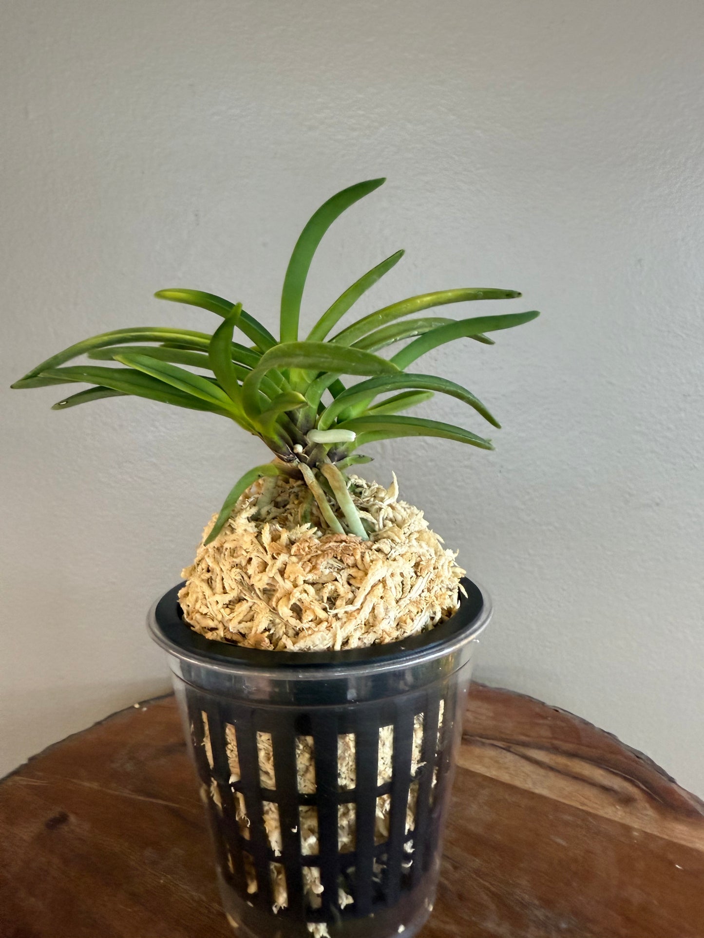 Neofinetia falcata Karanishiki 唐錦