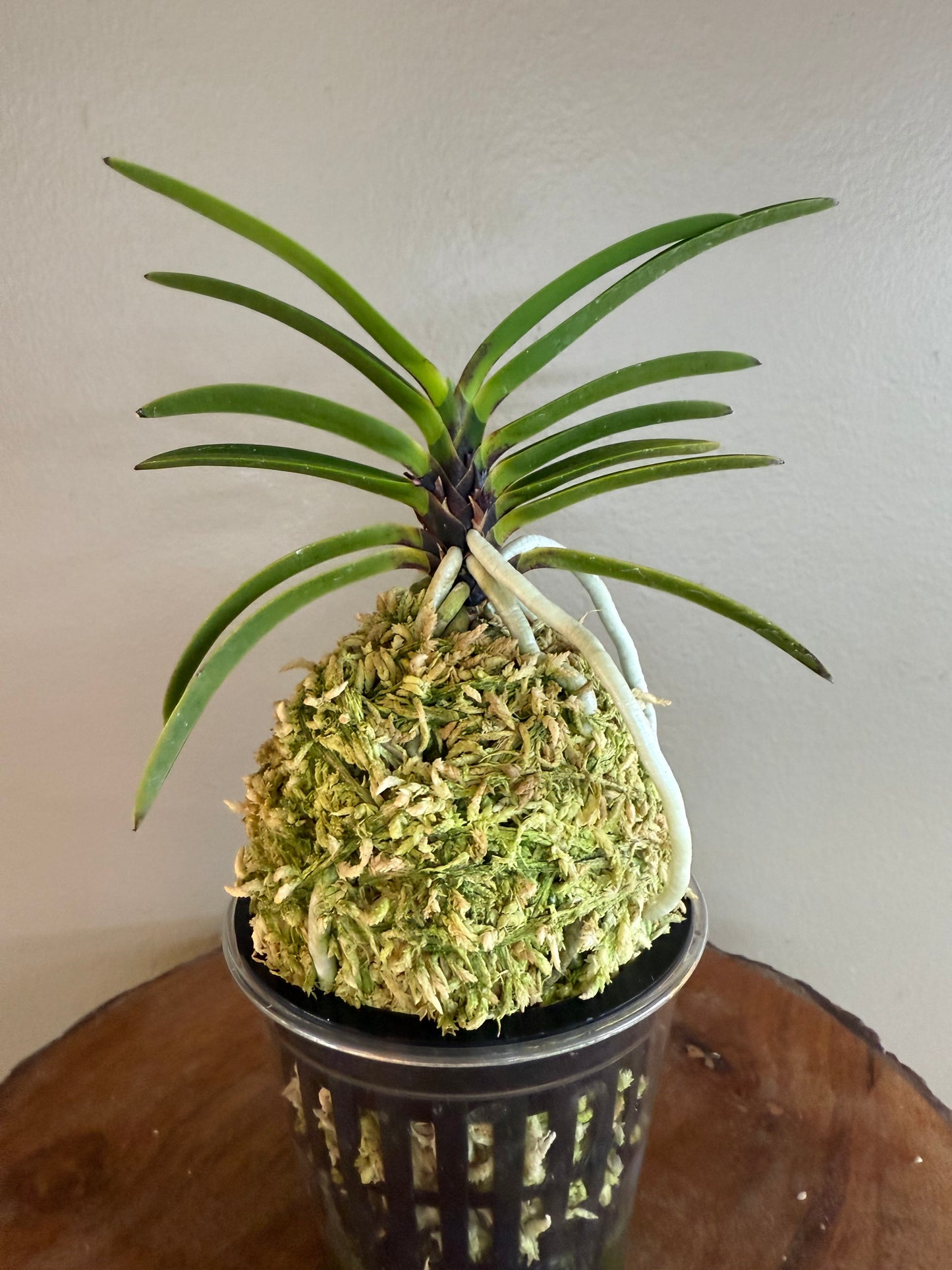 Neofinetia falcata Akausagi 赤兎