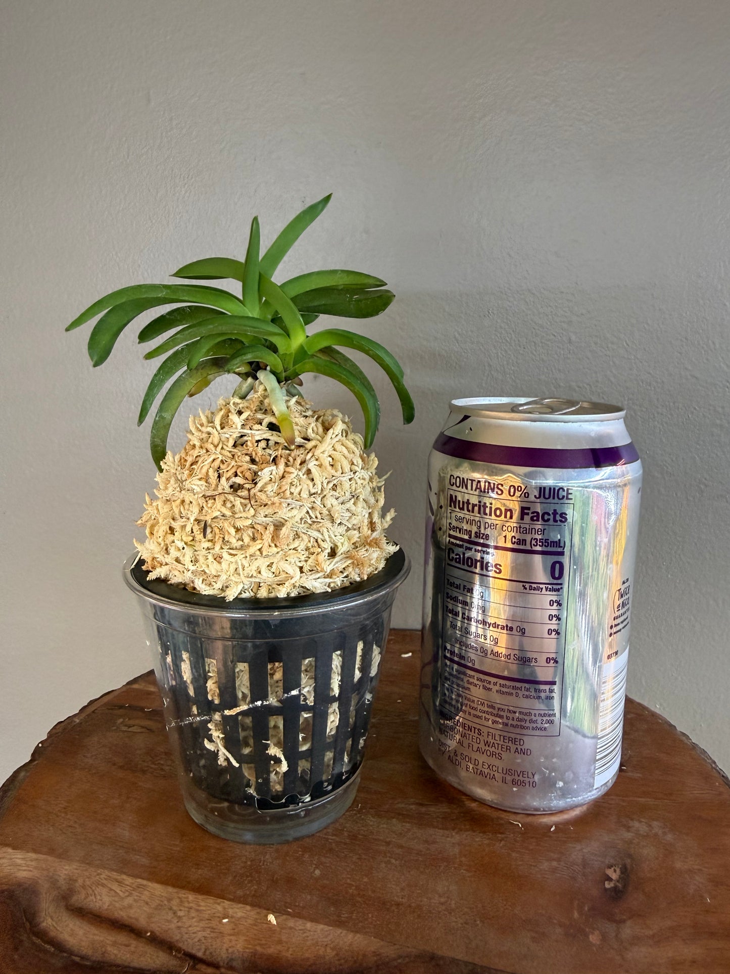 Neofinetia falcata Daepunghae (Onamiseikai Benikaedae) 大楓海