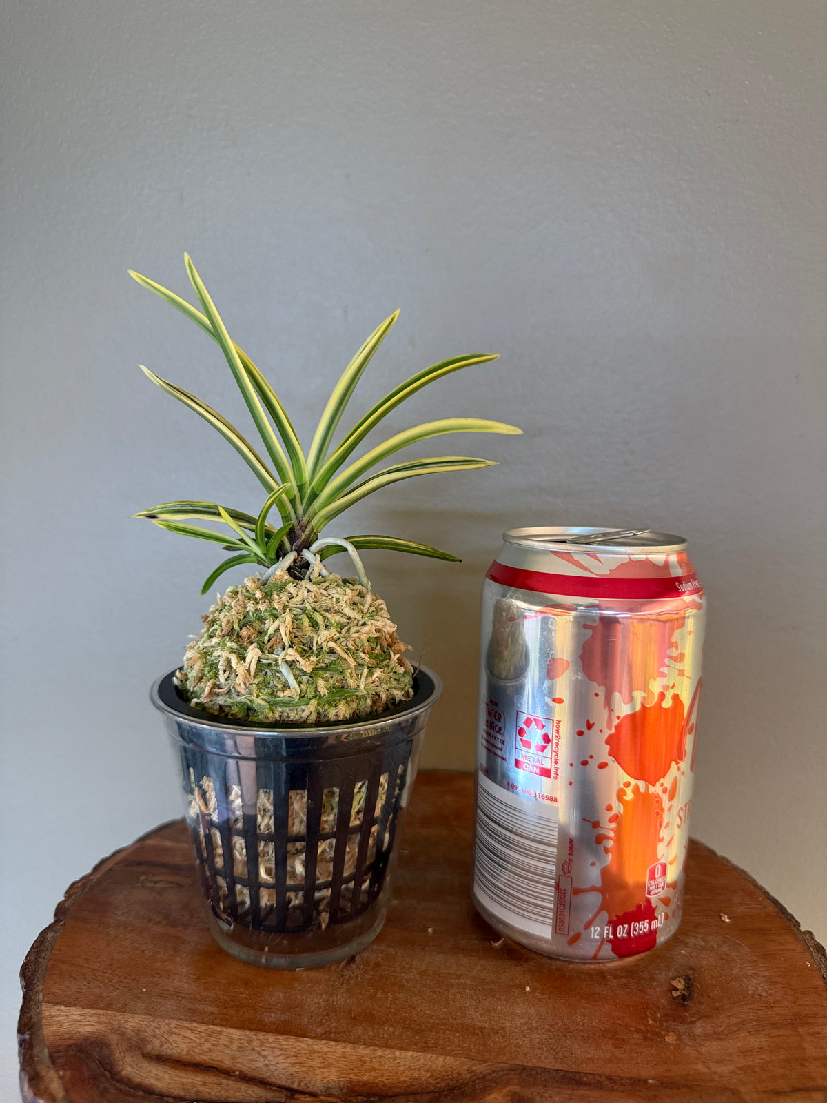 Neofinetia falcata Yuri 琉璃(Amami kanpaku 奄美冠白)