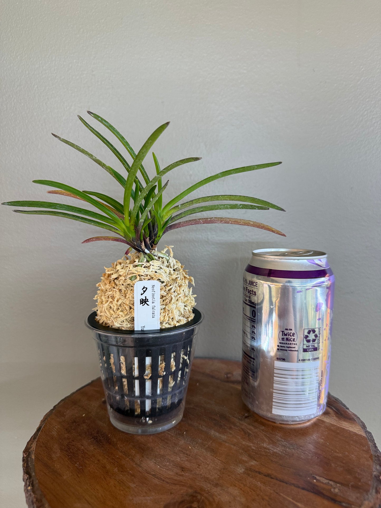 Neofinetia falcata 夕映 Yubae