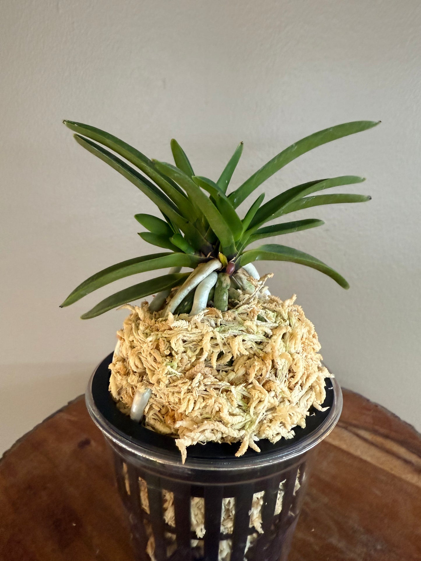 Neofinetia falcata Honghyeon 紅玄