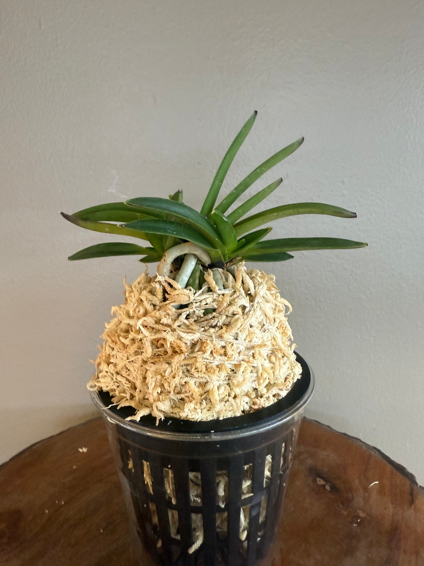 Neofinetia falcata Raizan 雷山