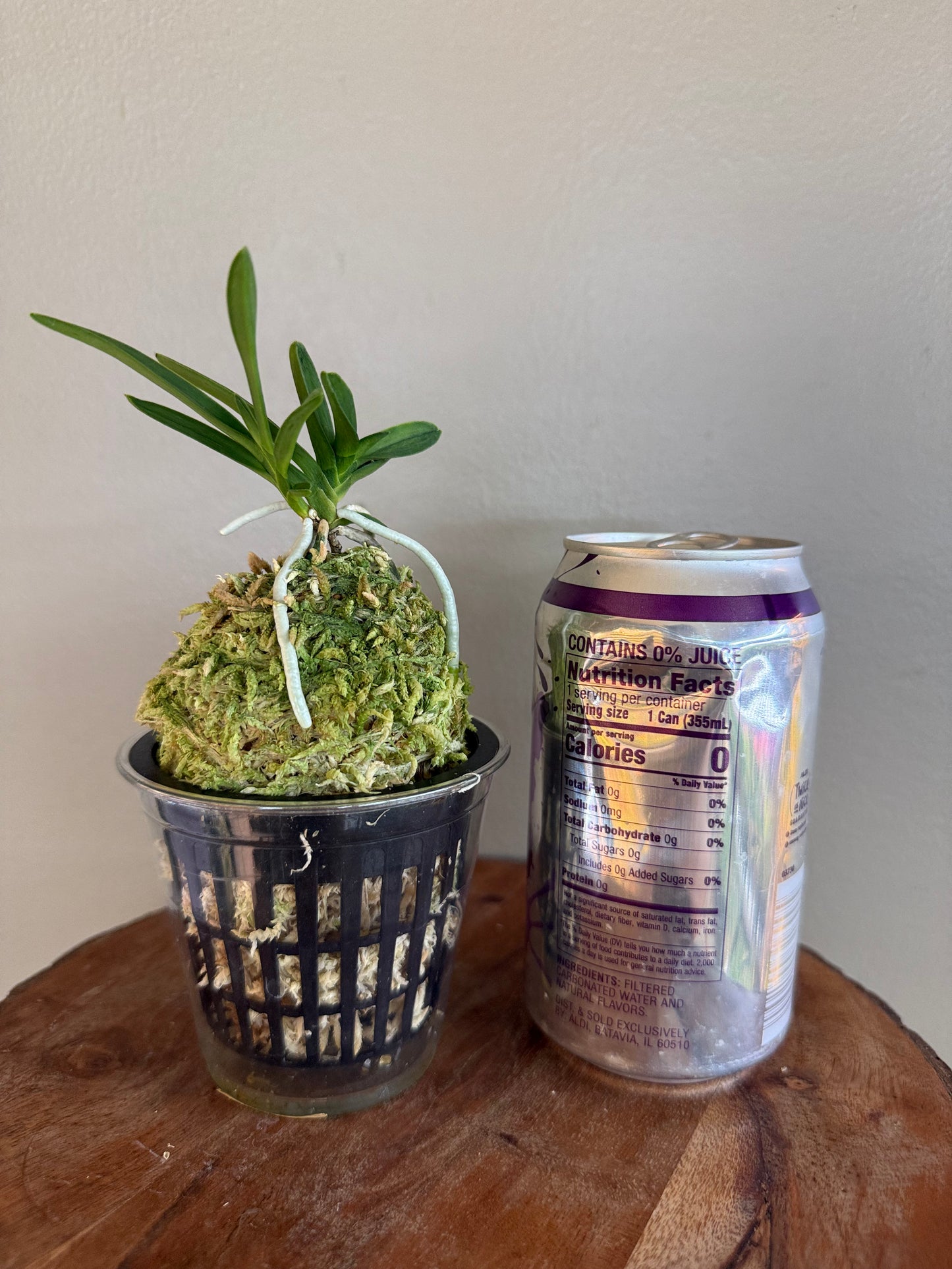 Neofinetia falcata Kajakumaru 孔雀丸