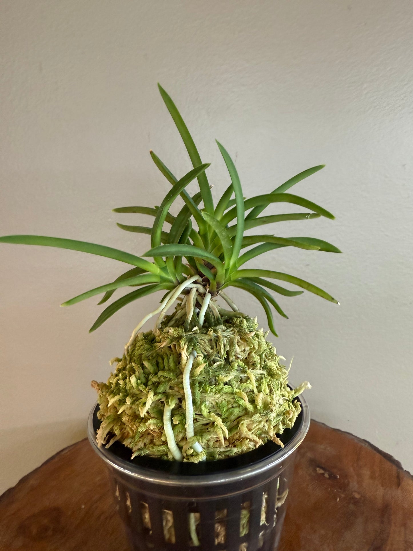 Neofinetia falcata Homeiden 豊明殿