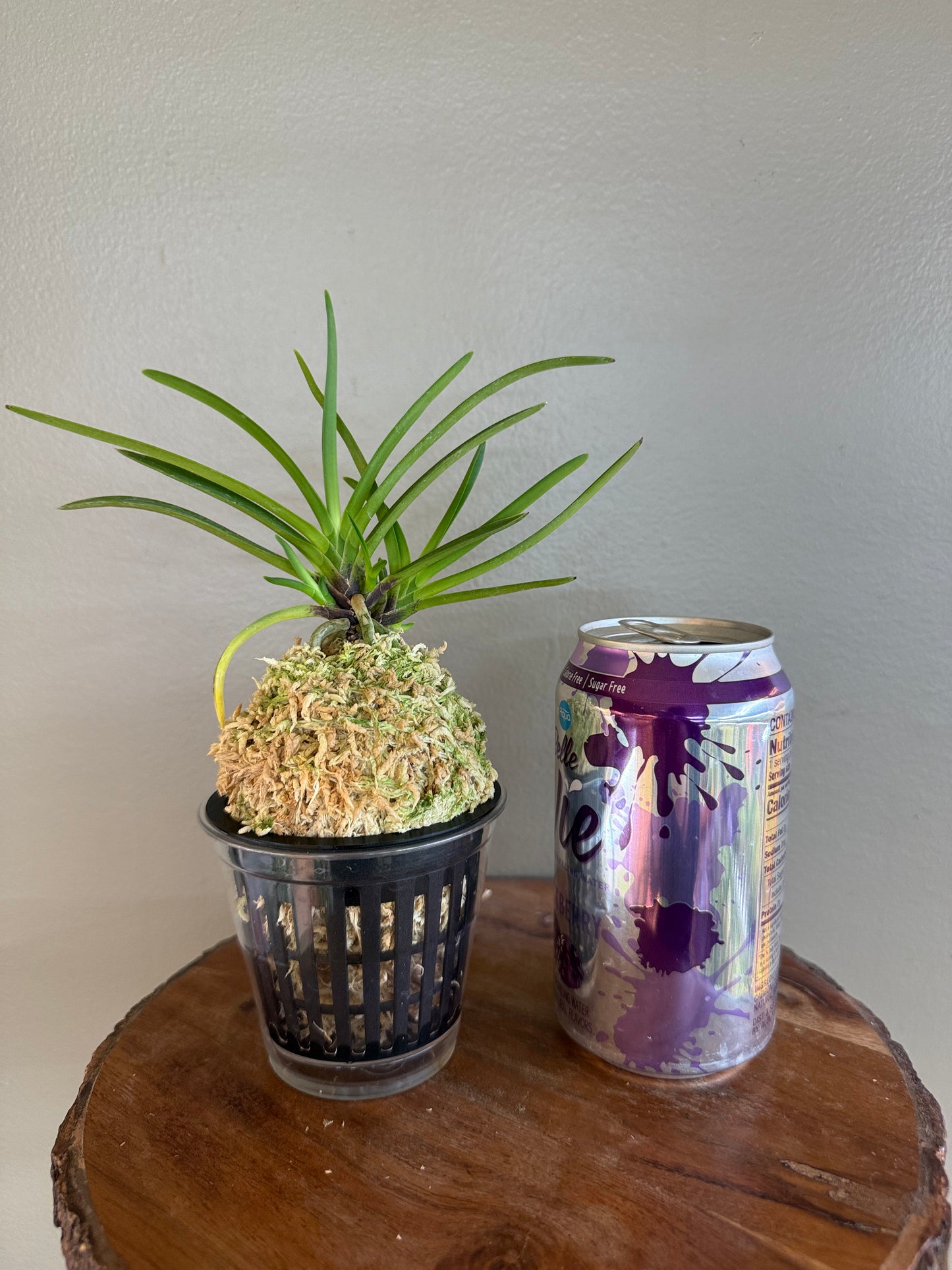 Neofinetia falcata Shunkyuden 春及殿