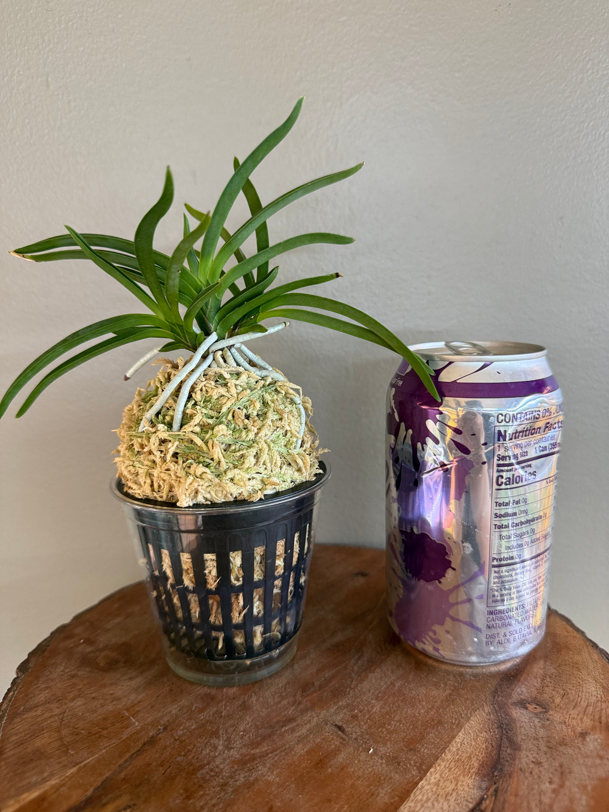 Neofinetia falcata Kibana 黃花
