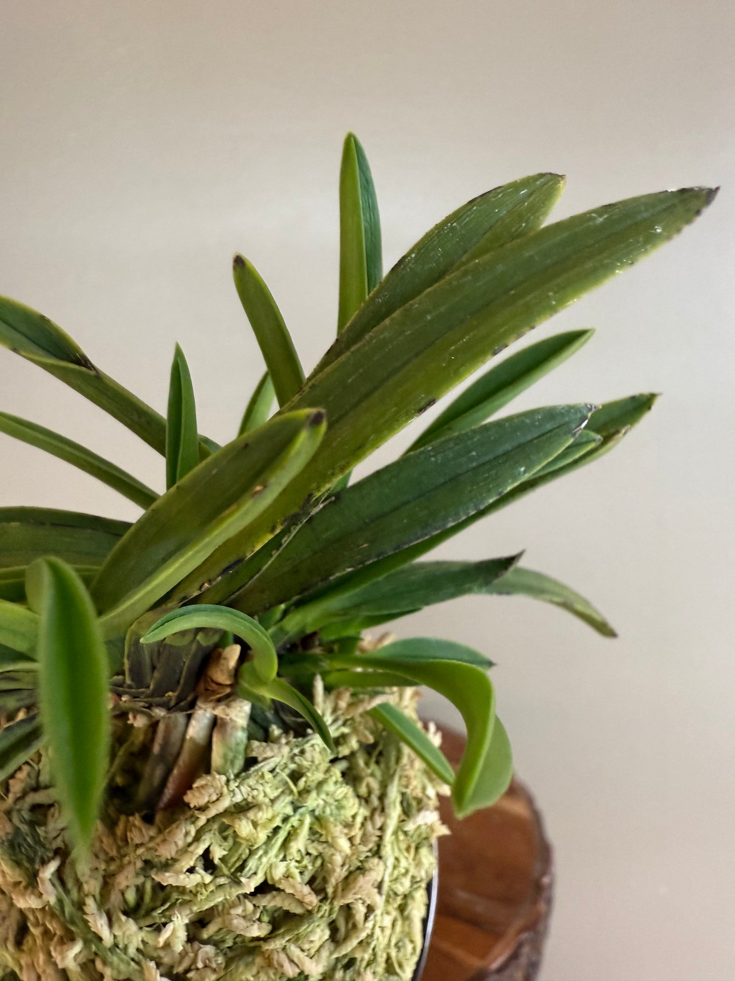 Neofinetia falcata Takaranoshi 宝熨斗