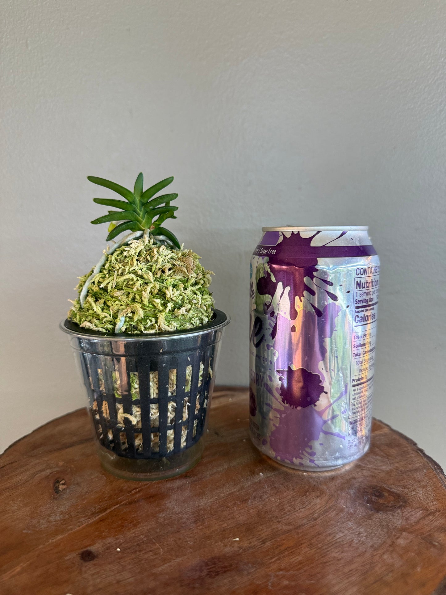 Neofinetia falcata Chwiwol 翠月