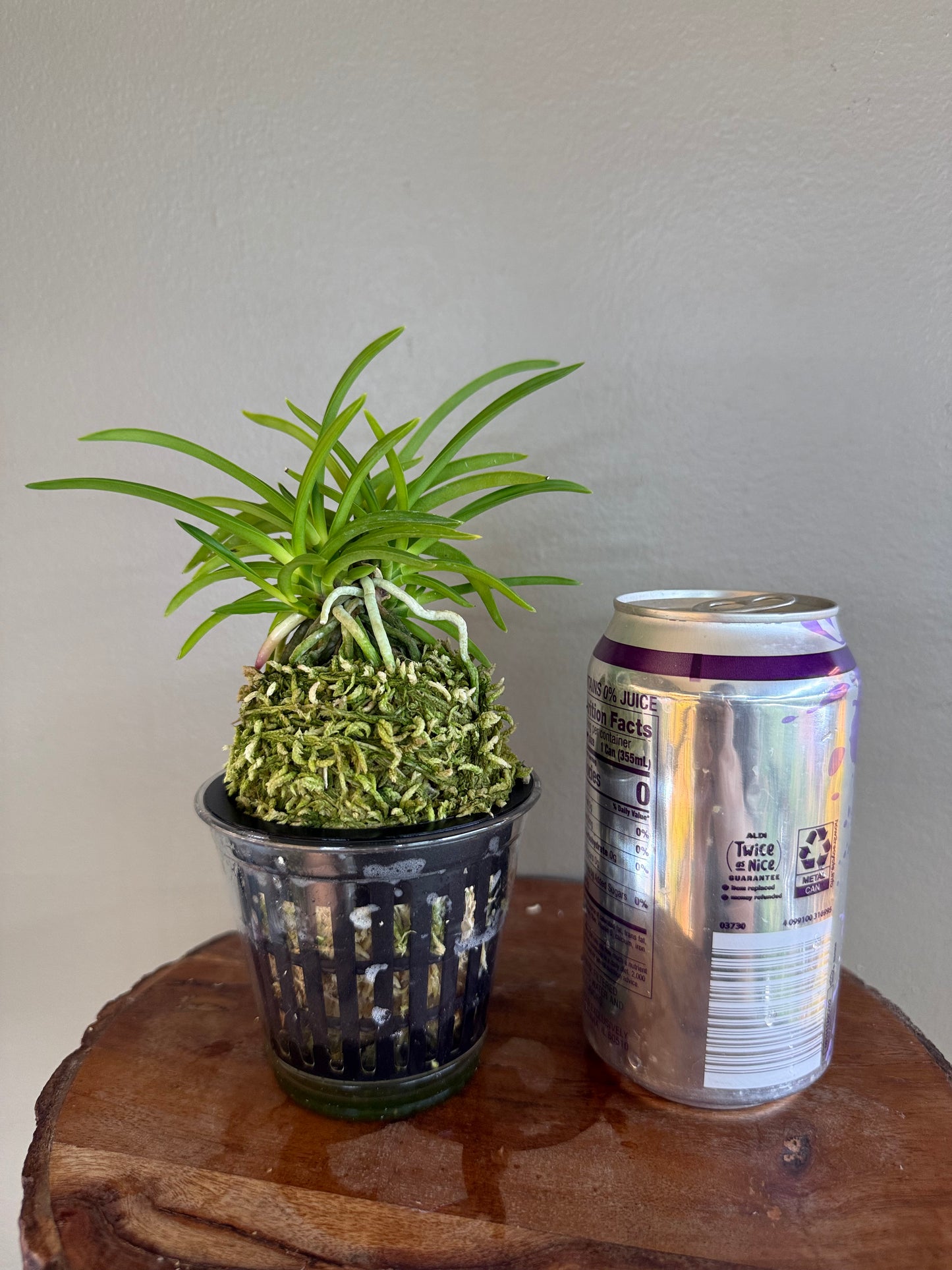 Neofinetia falcata Jomon no Hikari 縄文の光
