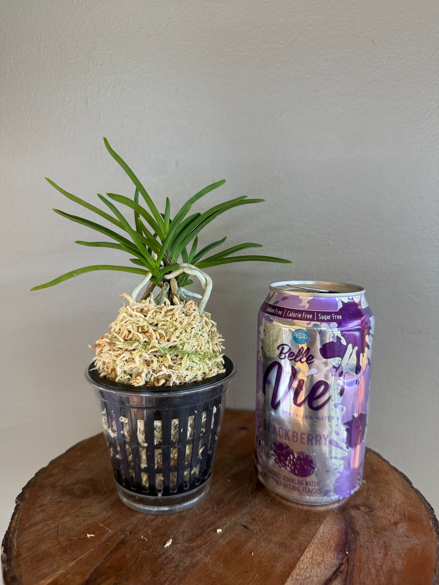 Neofinetia falcata Manjushage 曼珠沙華
