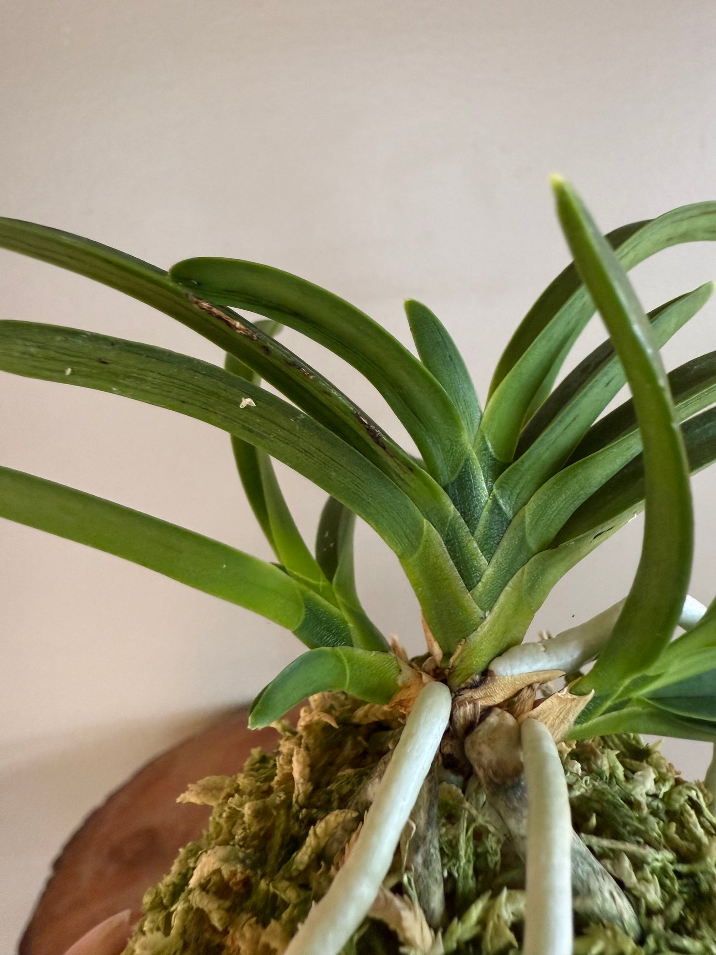 Neofinetia falcata Suminagashi 墨流