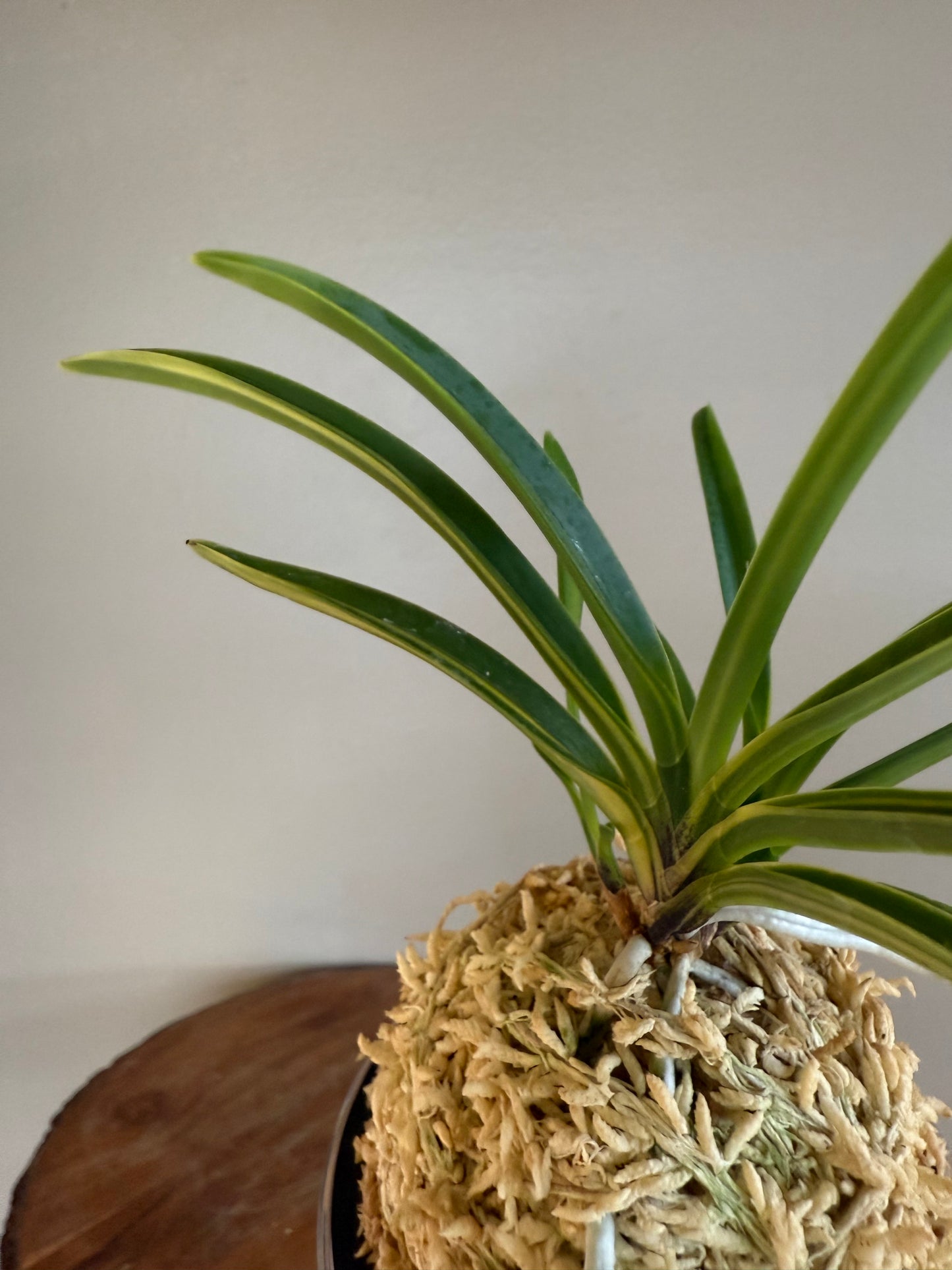 Neofinetia falcata Asahiden 朝日殿
