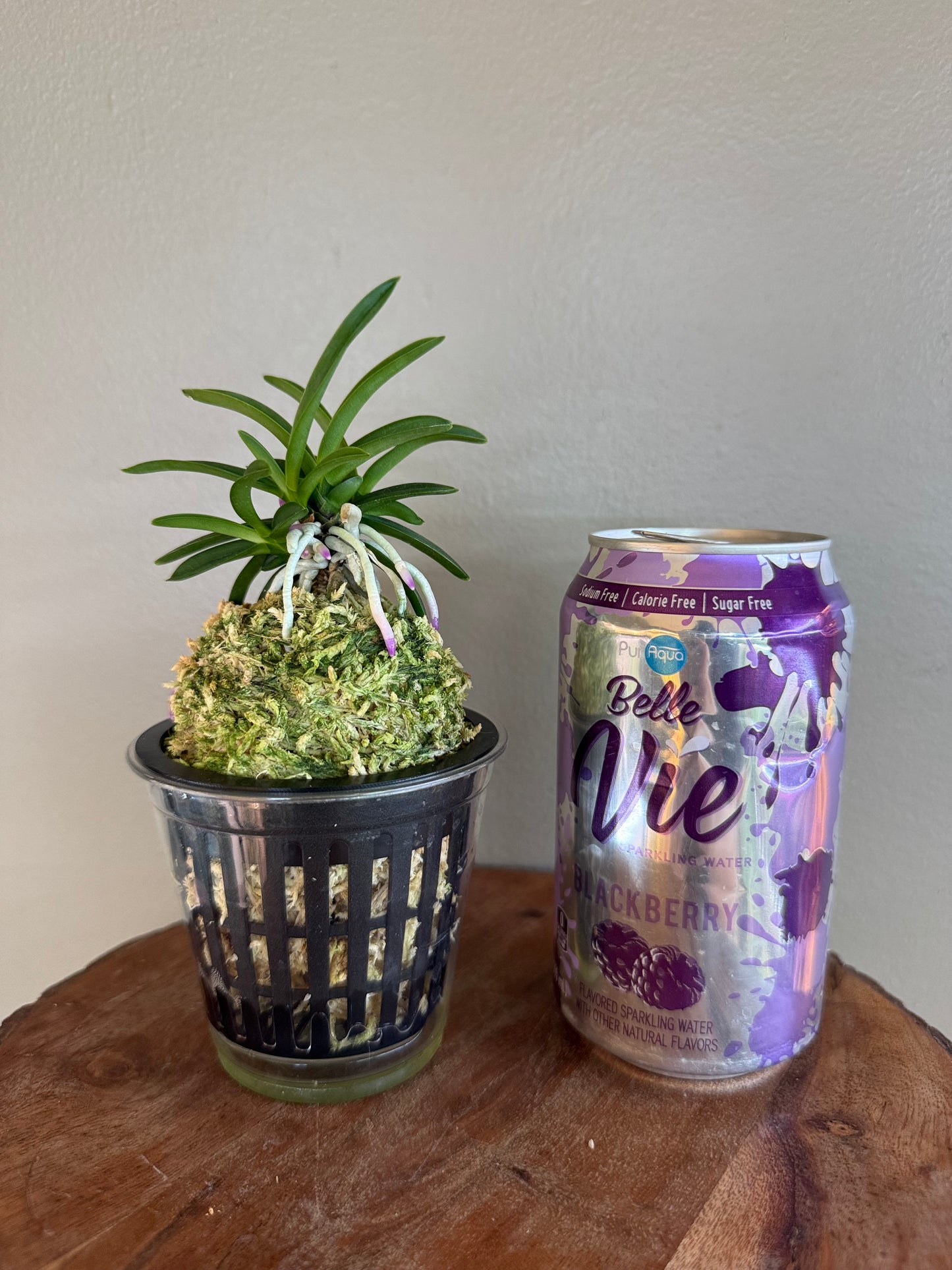 Neofinetia falcata Homeiden 豊明殿