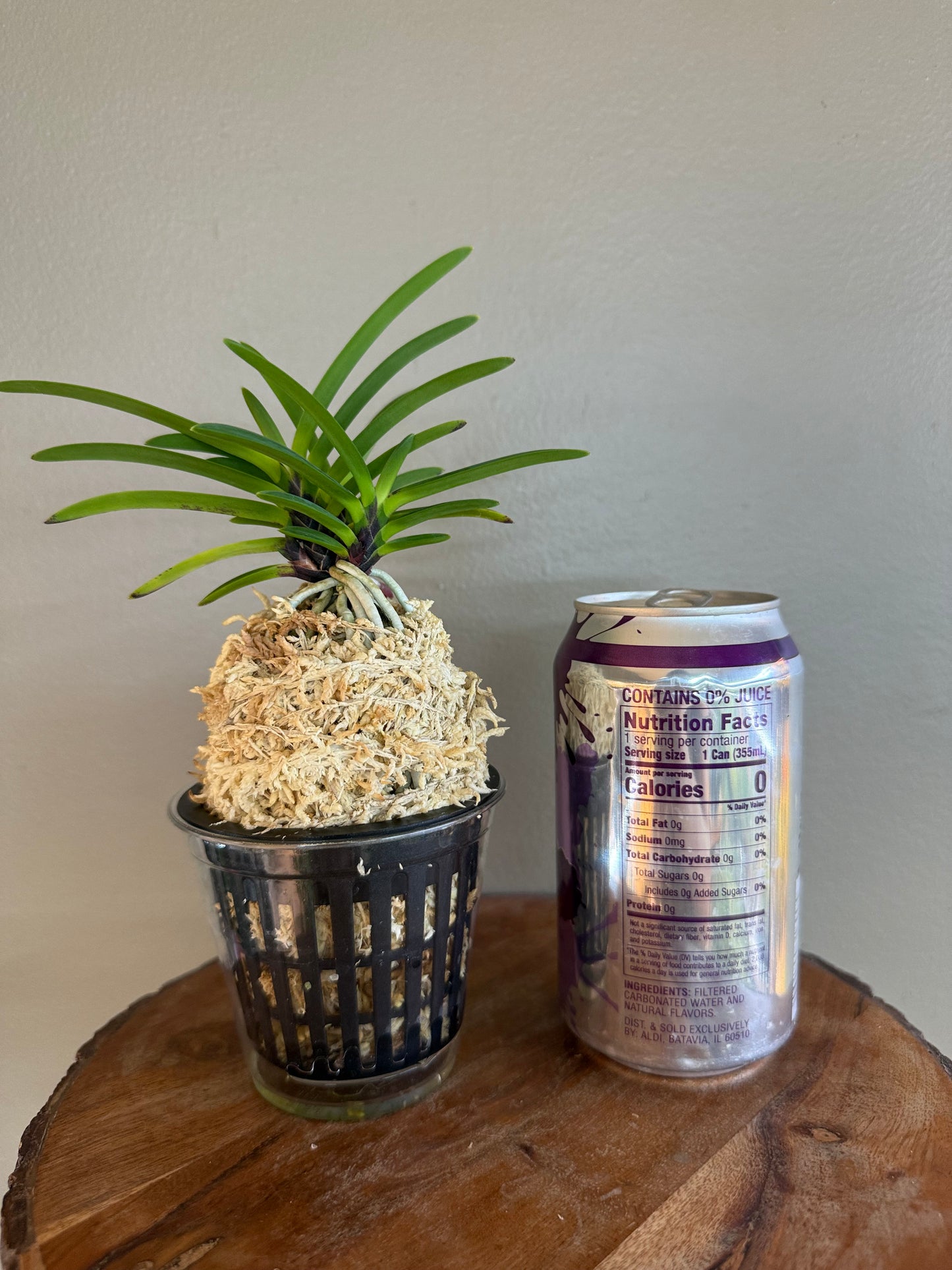 Neofinetia falcata Hanakanzashi 花簪