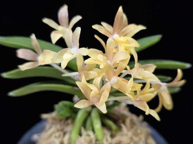Neofinetia falcata Geumjeong 金頂