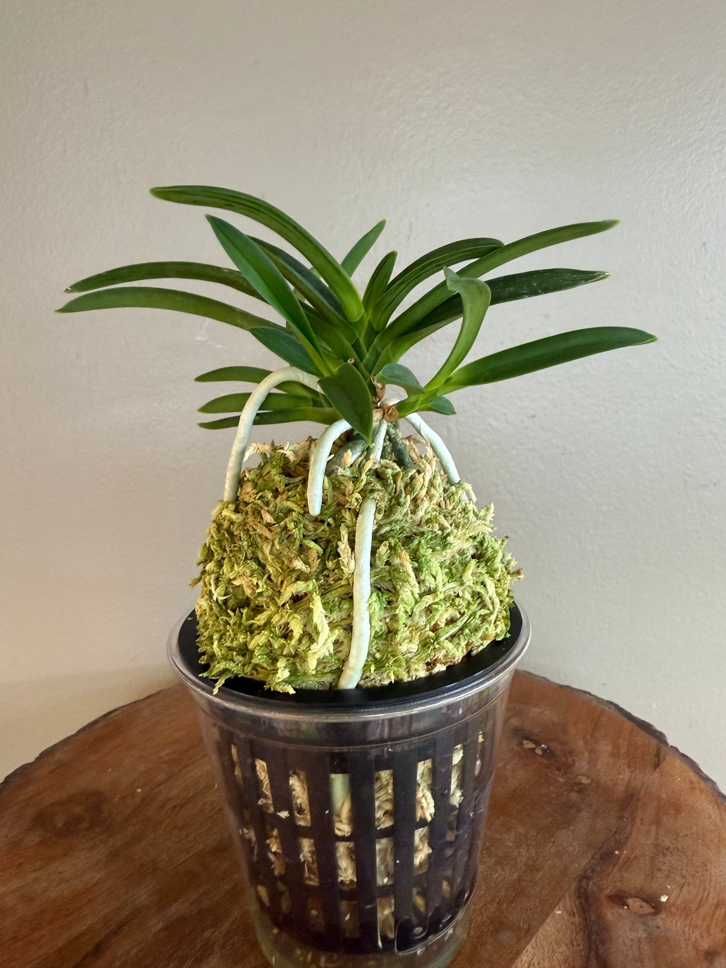 Neofinetia falcata Suminagashi 墨流