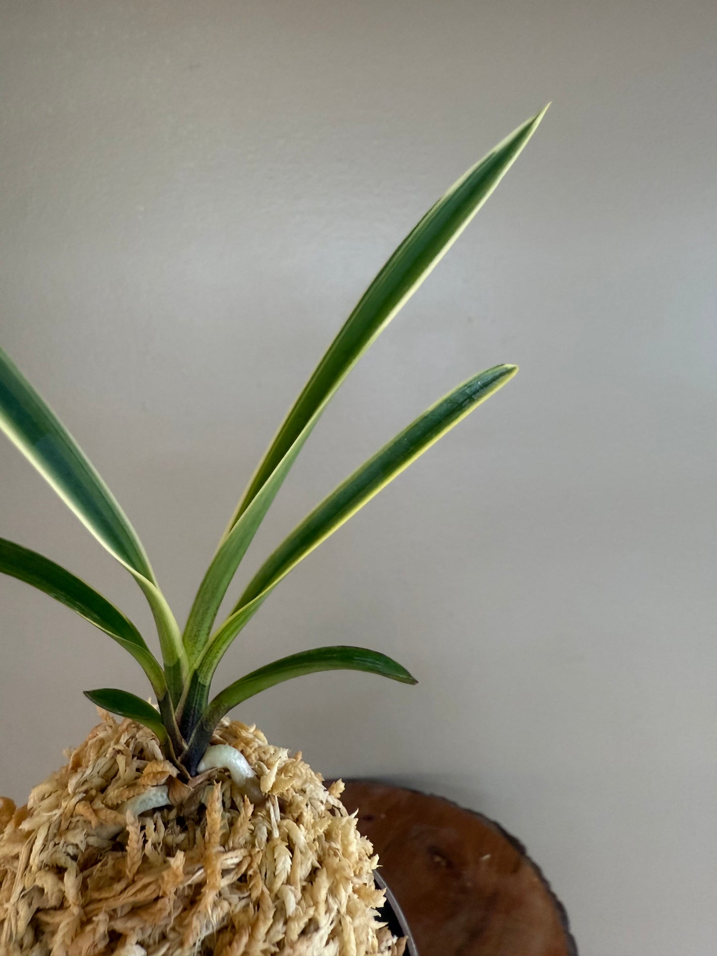 Neofinetia falcata Amami Shiroshima 奄美白縞