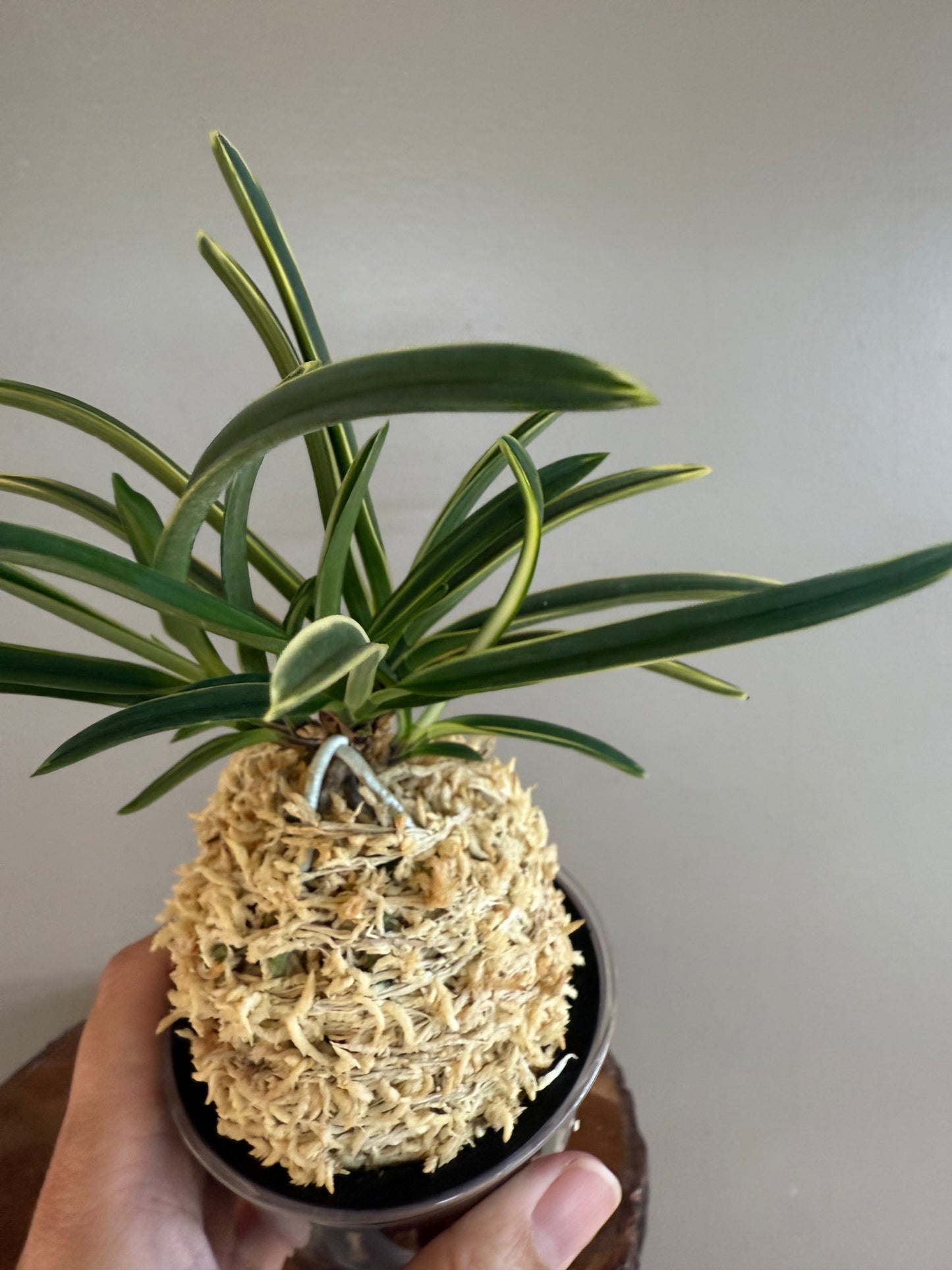 Neofinetia falcata Nishidemiyako 西出都