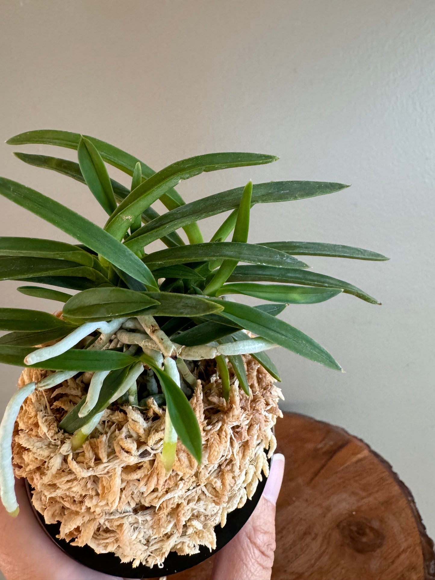 Neofinetia falcata Benibotaru 紅蛍