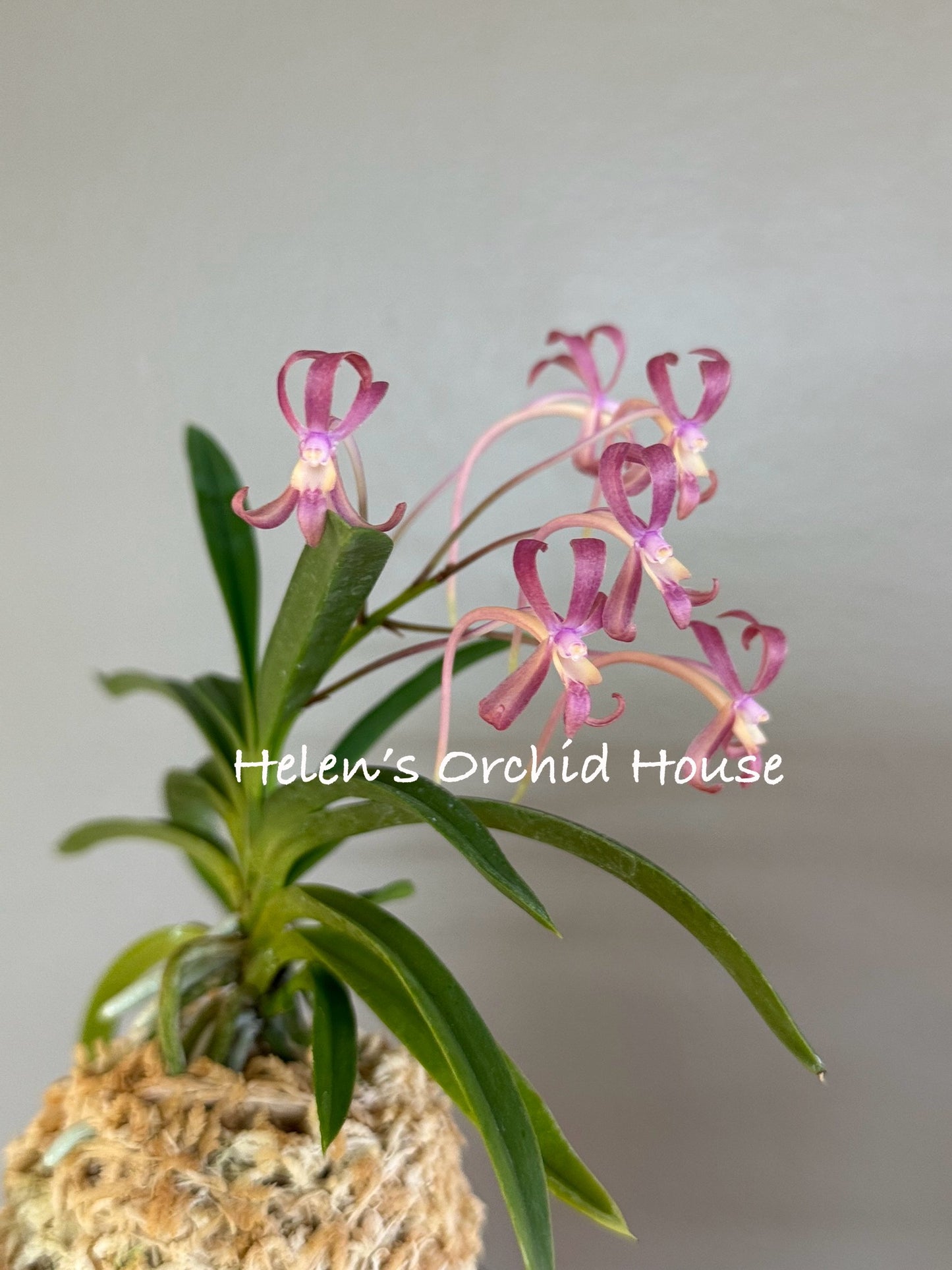 Neofinetia falcata 京美人 Kyobijin
