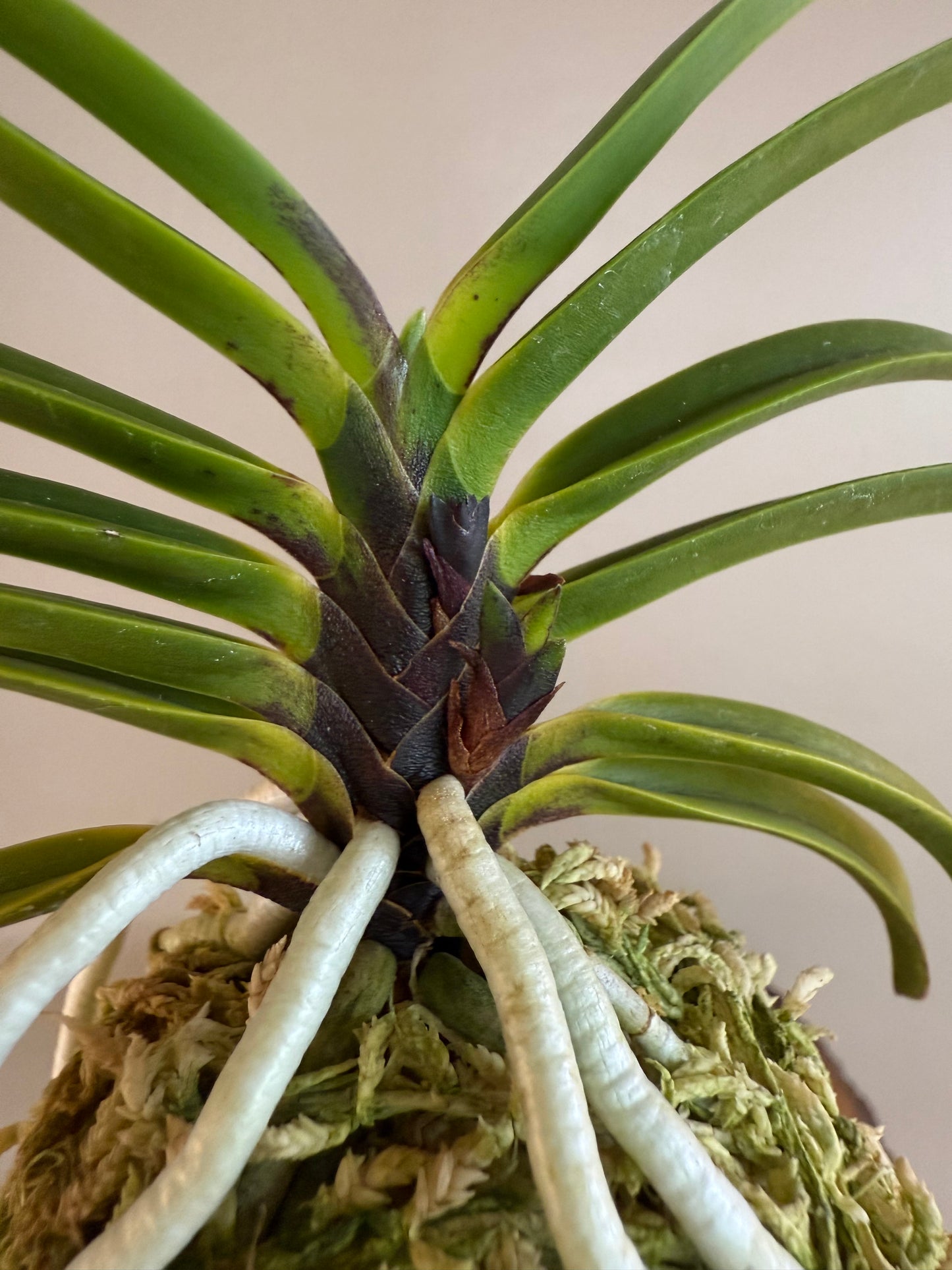 Neofinetia falcata Akausagi 赤兎