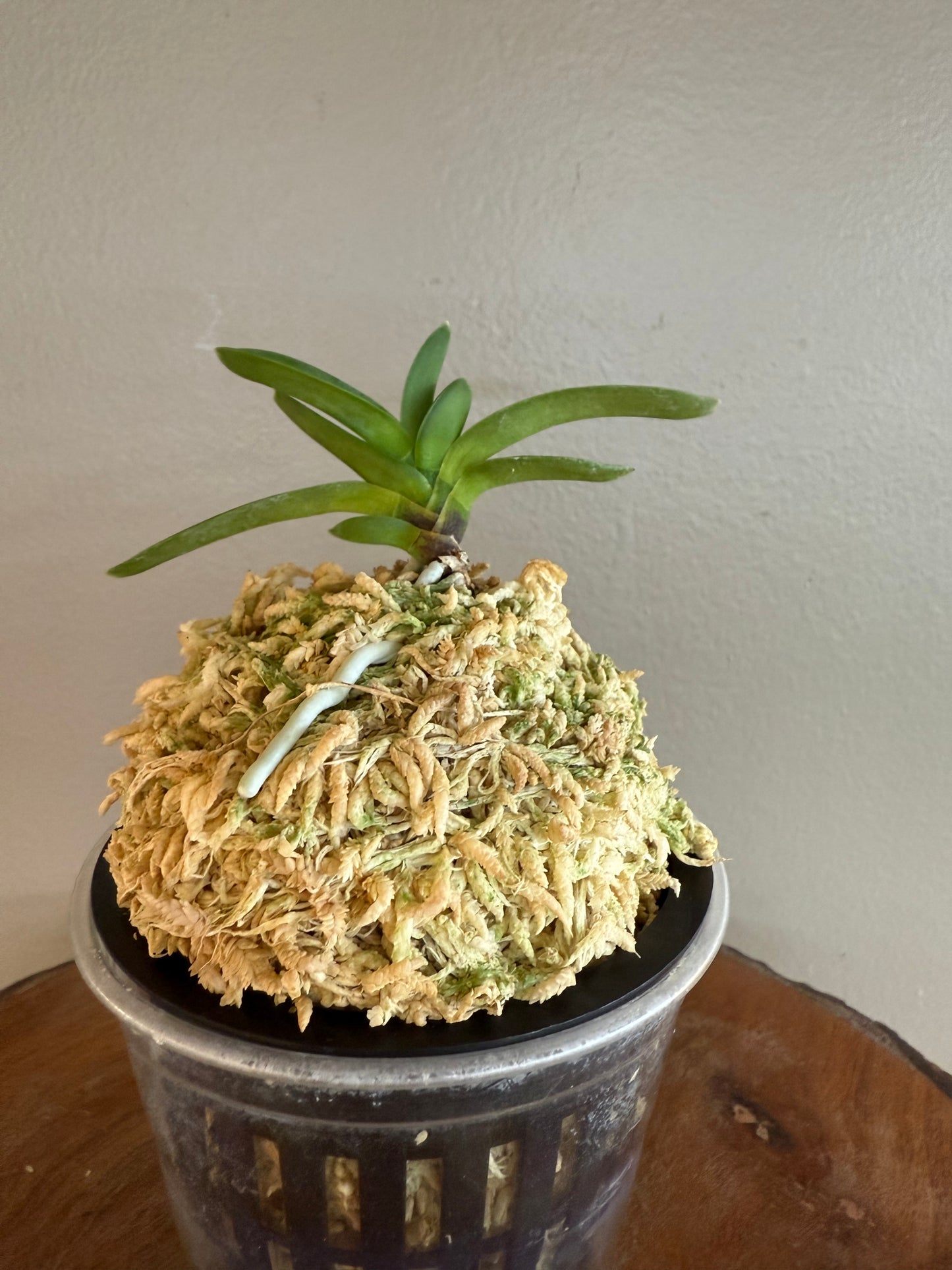 Neofinetia falcata Geumjeong 金頂