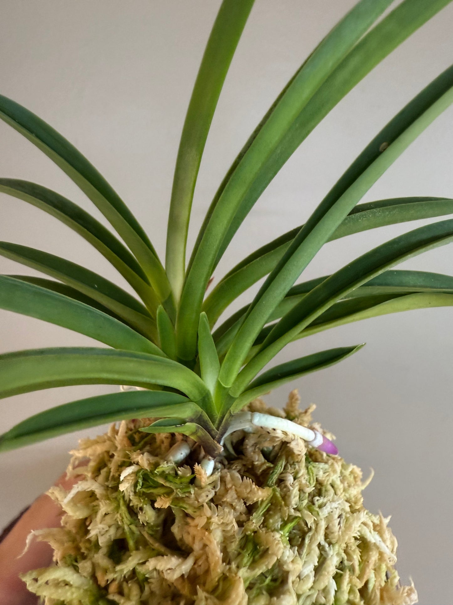 Neofinetia falcata Homeiden 豊明殿
