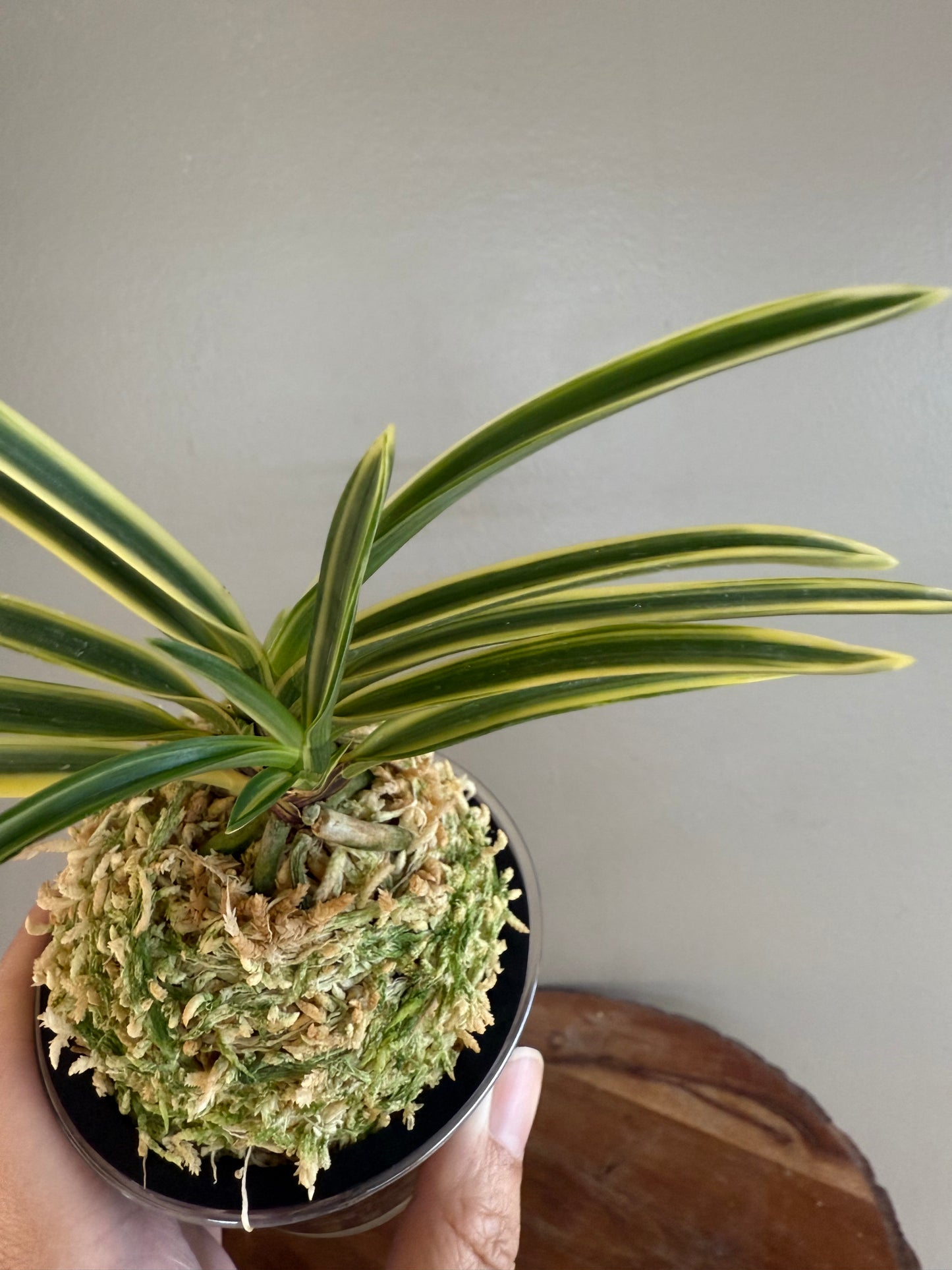 Neofinetia falcata Gojo Fukurin 御城覆輪