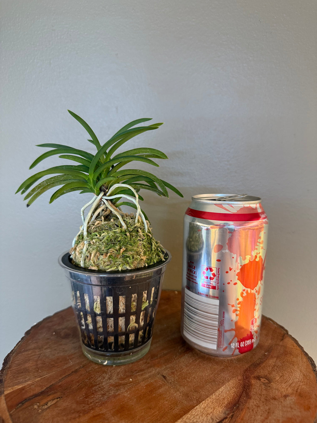 Neofinetia falcata Danjeonghong 丹頂紅