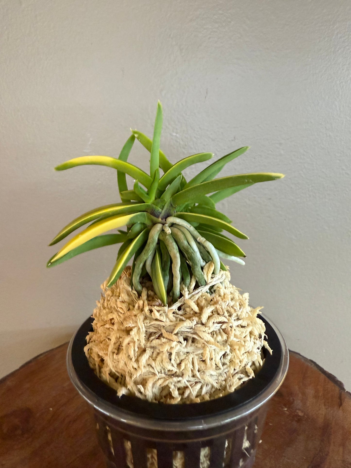 Neofinetia falcata Kinroukaku 金樓閣
