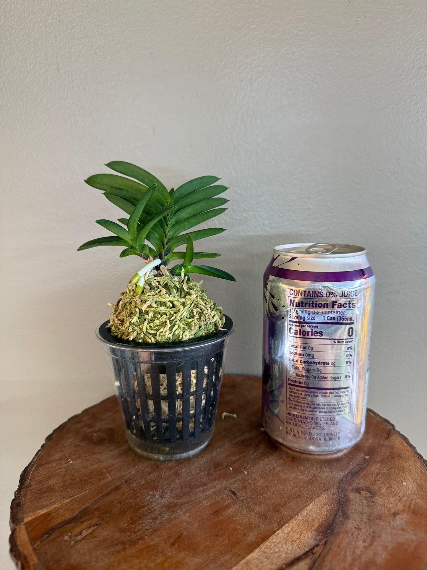 Neofinetia falcata Tamakongo 玉金剛