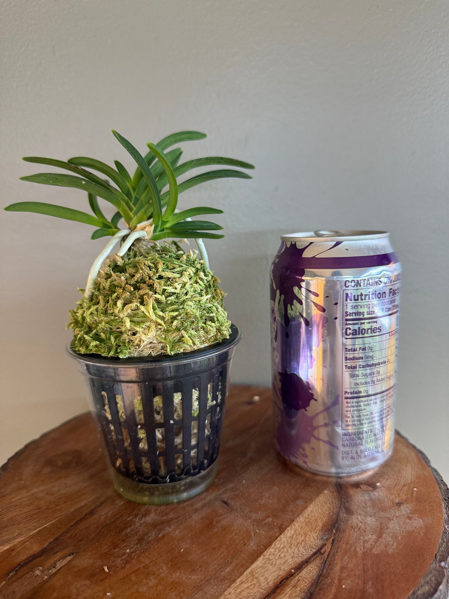 Neofinetia falcata Suminagashi 墨流