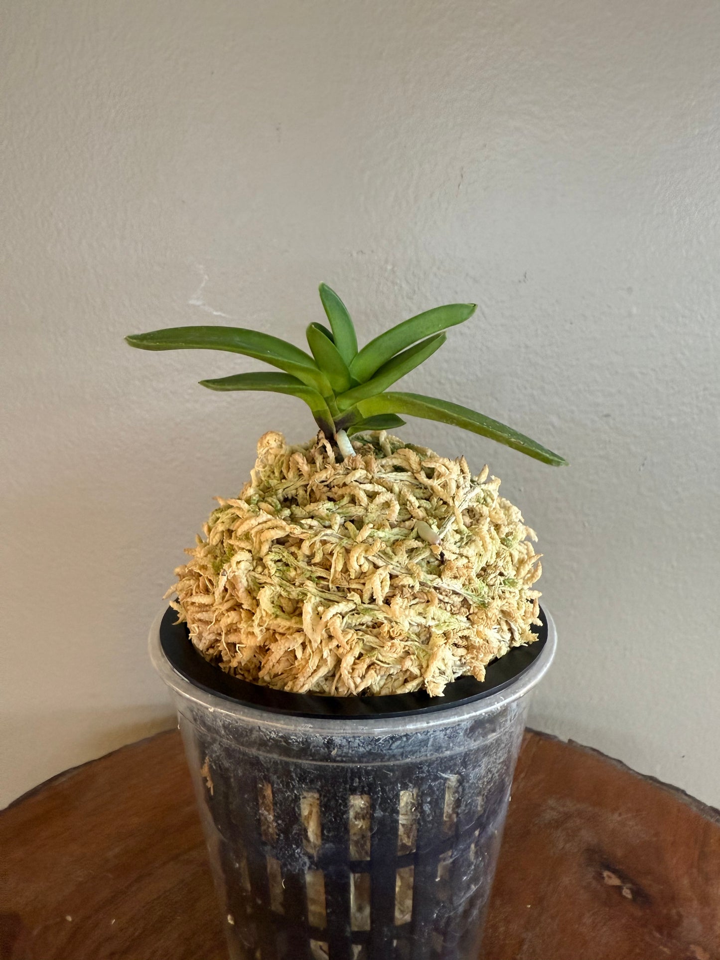 Neofinetia falcata Geumjeong 金頂