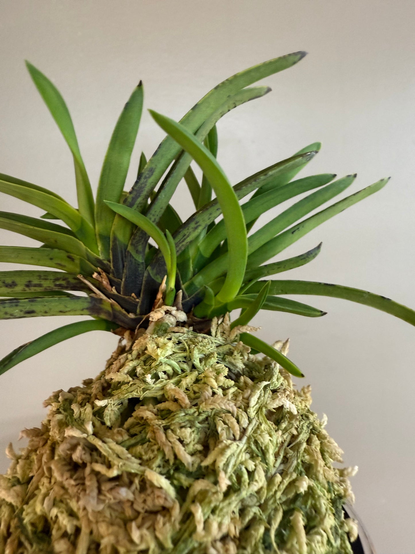 Neofinetia falcata Takaranoshi 宝熨斗