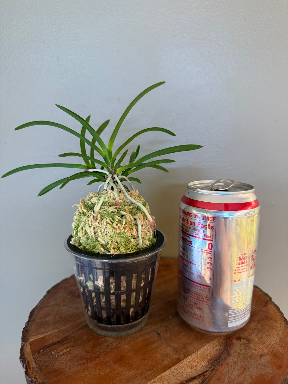Neofinetia falcata Koukiden 晃貴殿 (Ruby root)