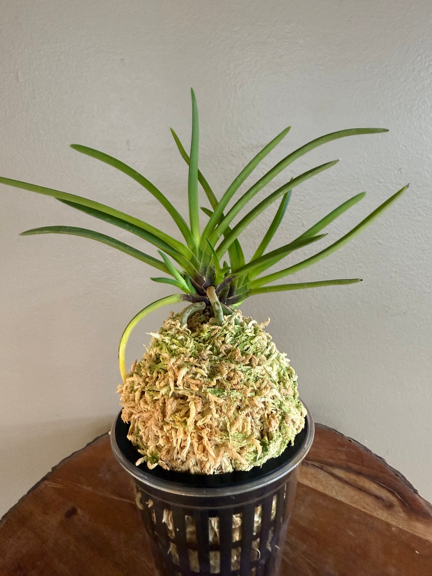 Neofinetia falcata Shunkyuden 春及殿