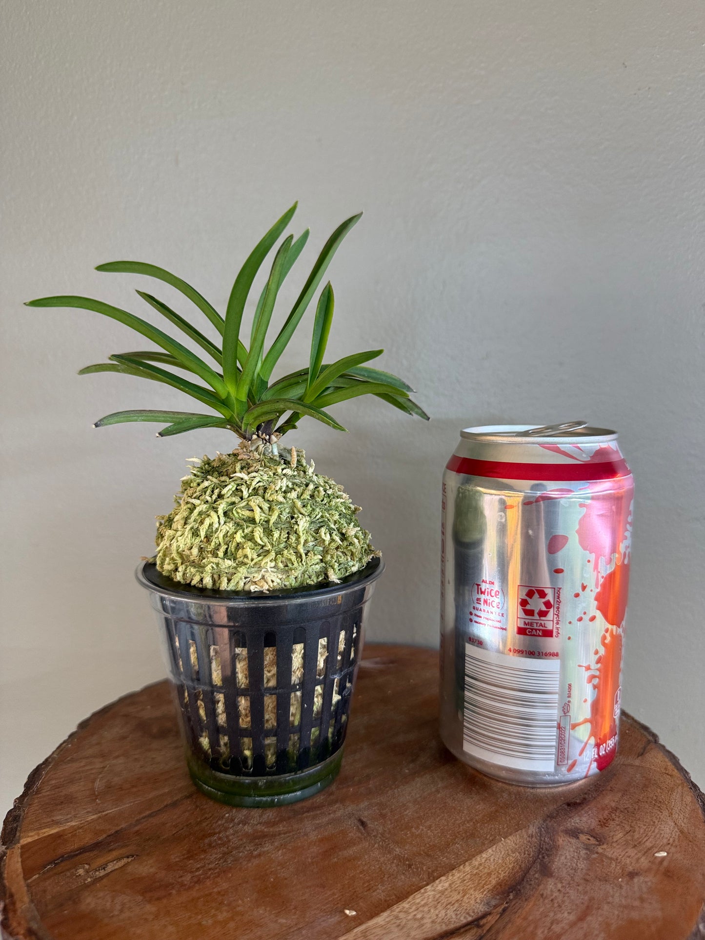 Neofinetia falcata Beniogi 紅扇