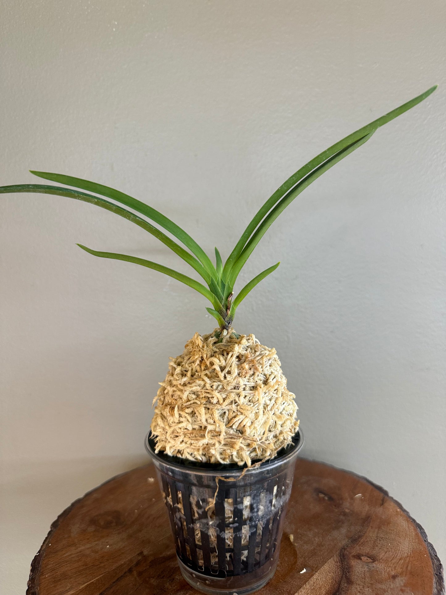 Neofinetia falcata Surugabotan 駿河牡丹