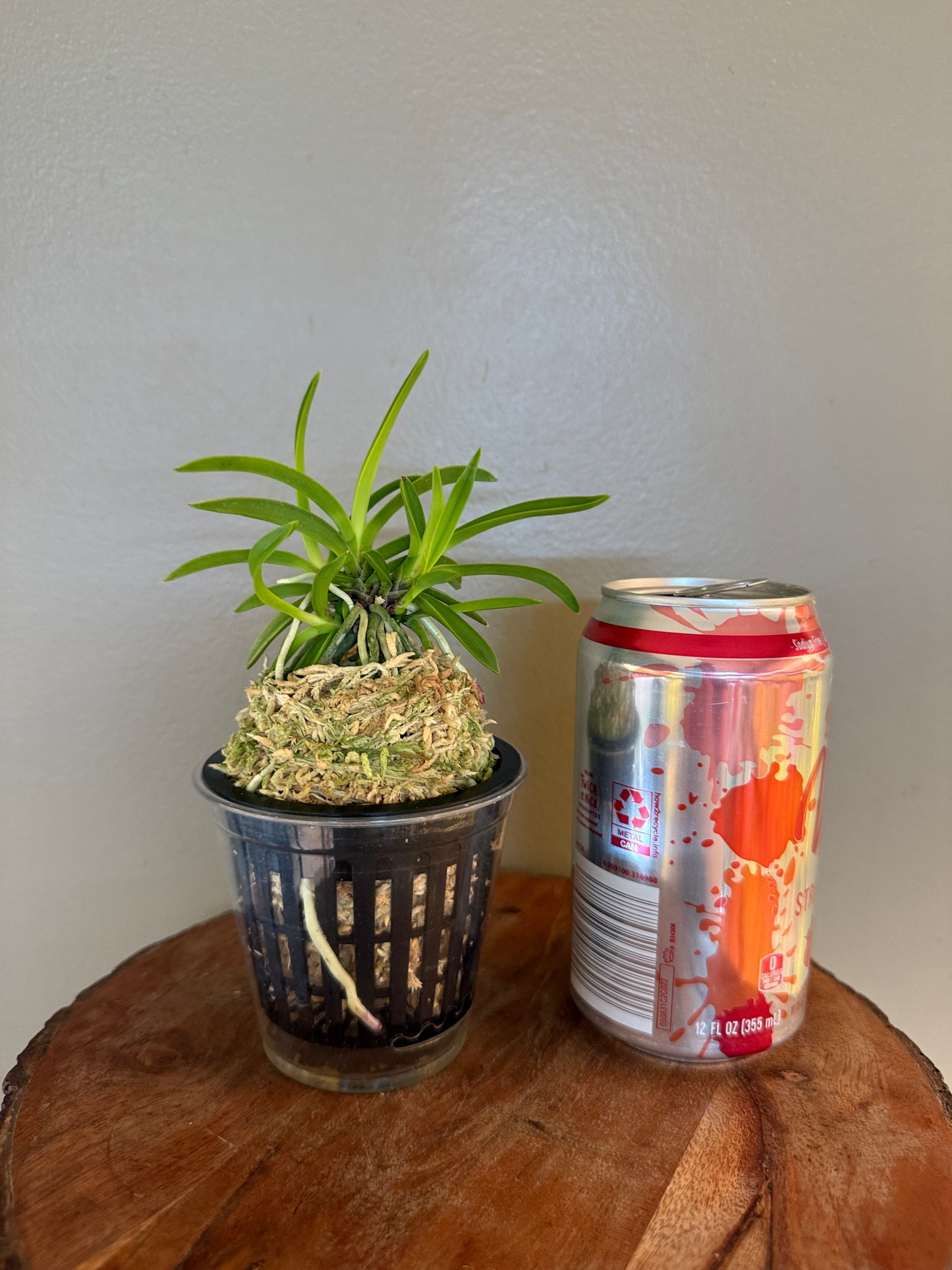 Neofinetia falcata Seoho 瑞虎
