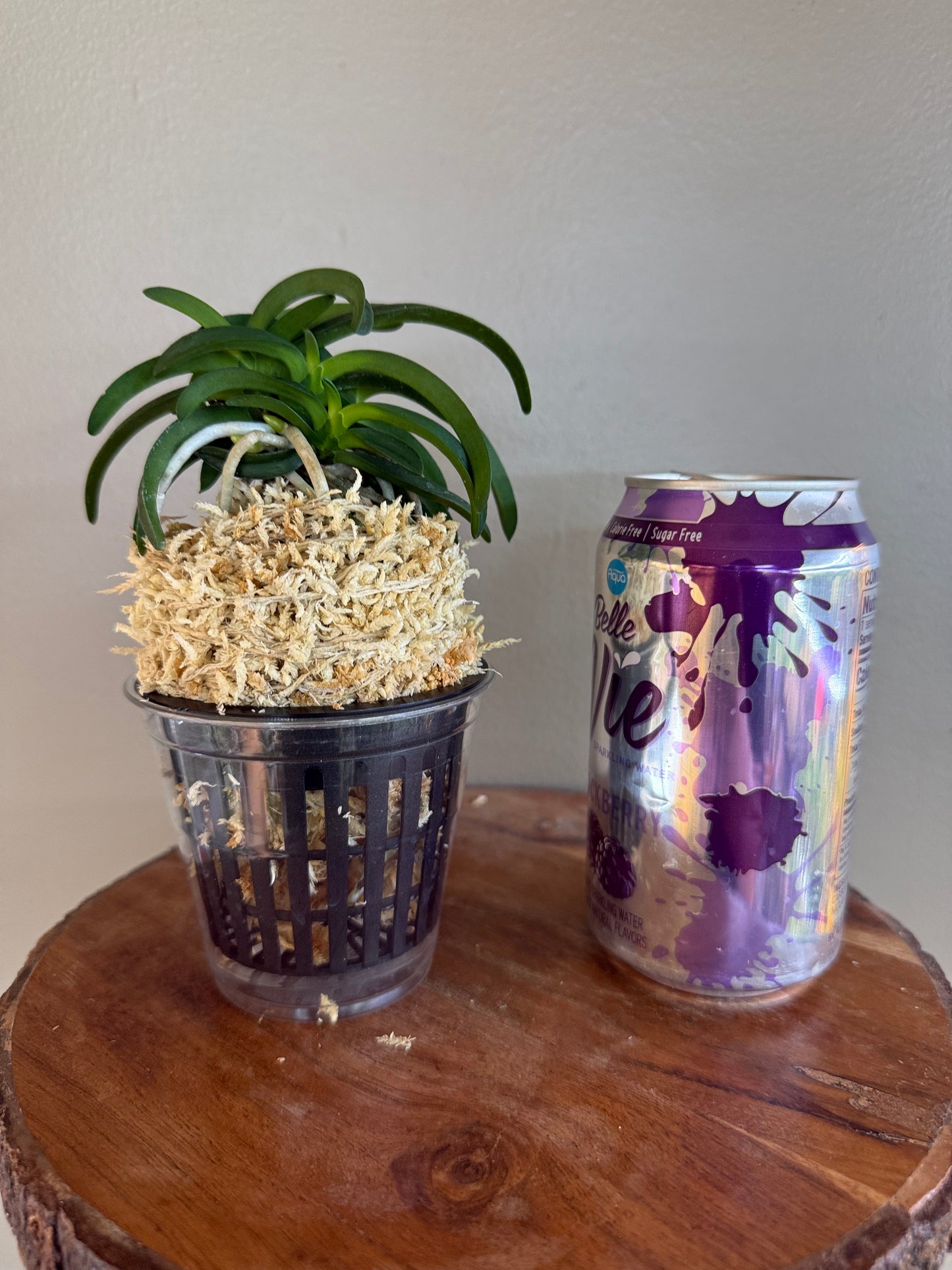 Neofinetia falcata Onami Seikai 大波青海