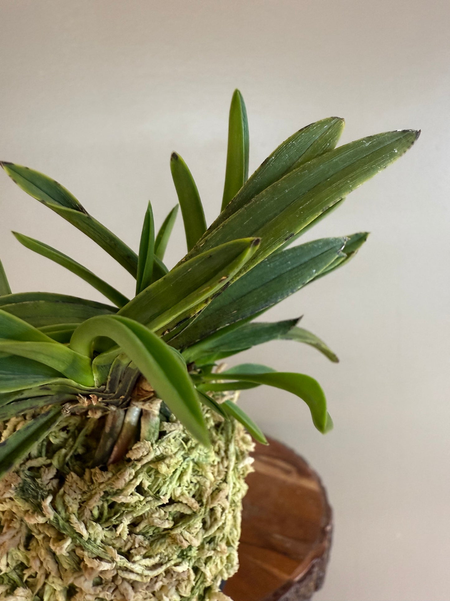 Neofinetia falcata Takaranoshi 宝熨斗