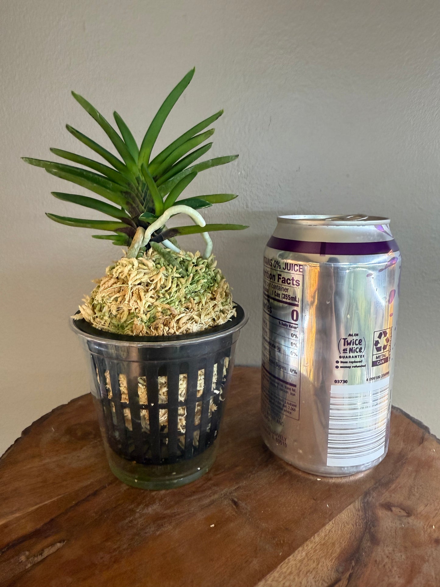 Neofinetia falcata Sekirei 鶺鴒
