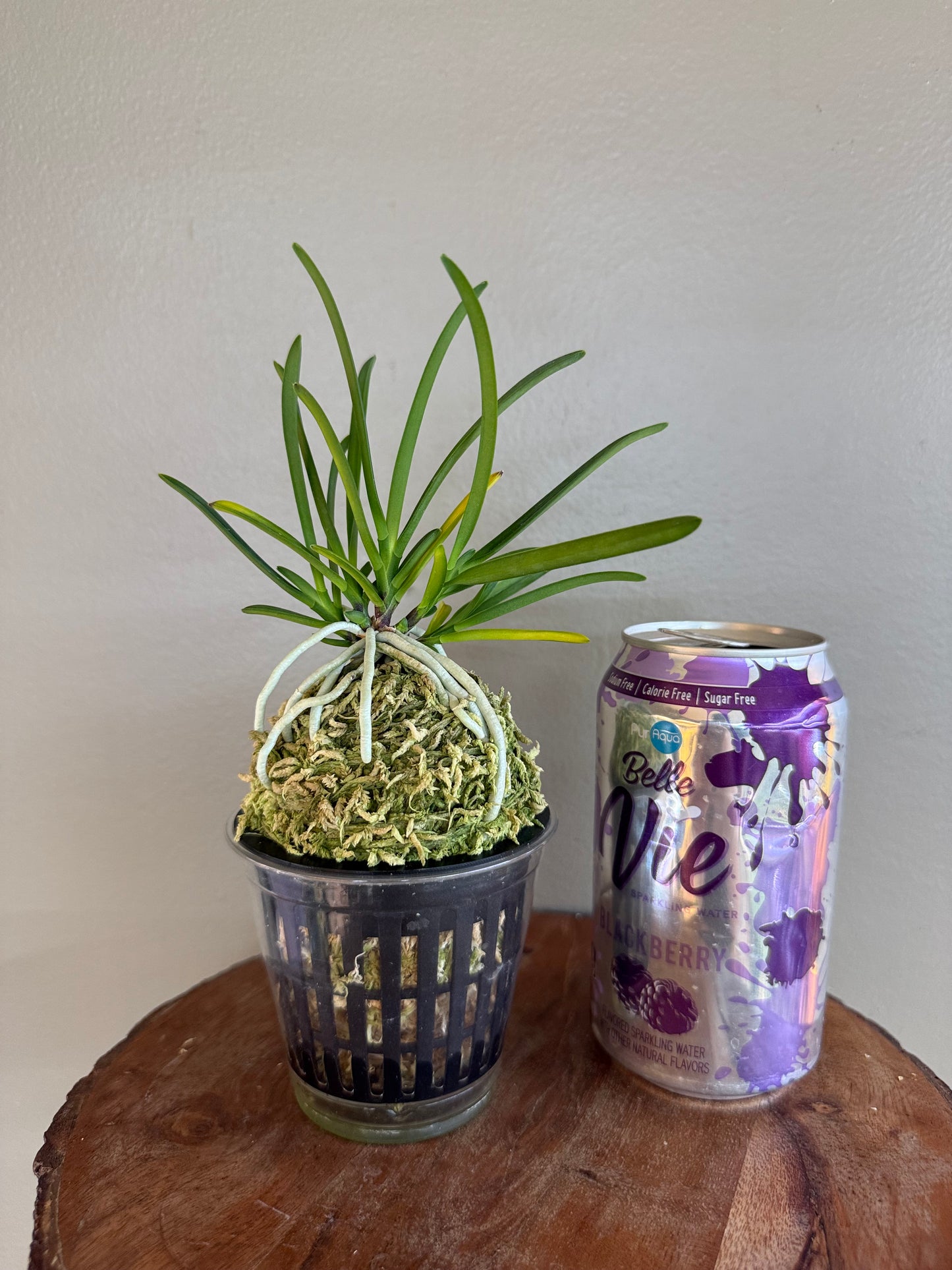 Neofinetia falcata Yamahoko 山鉾