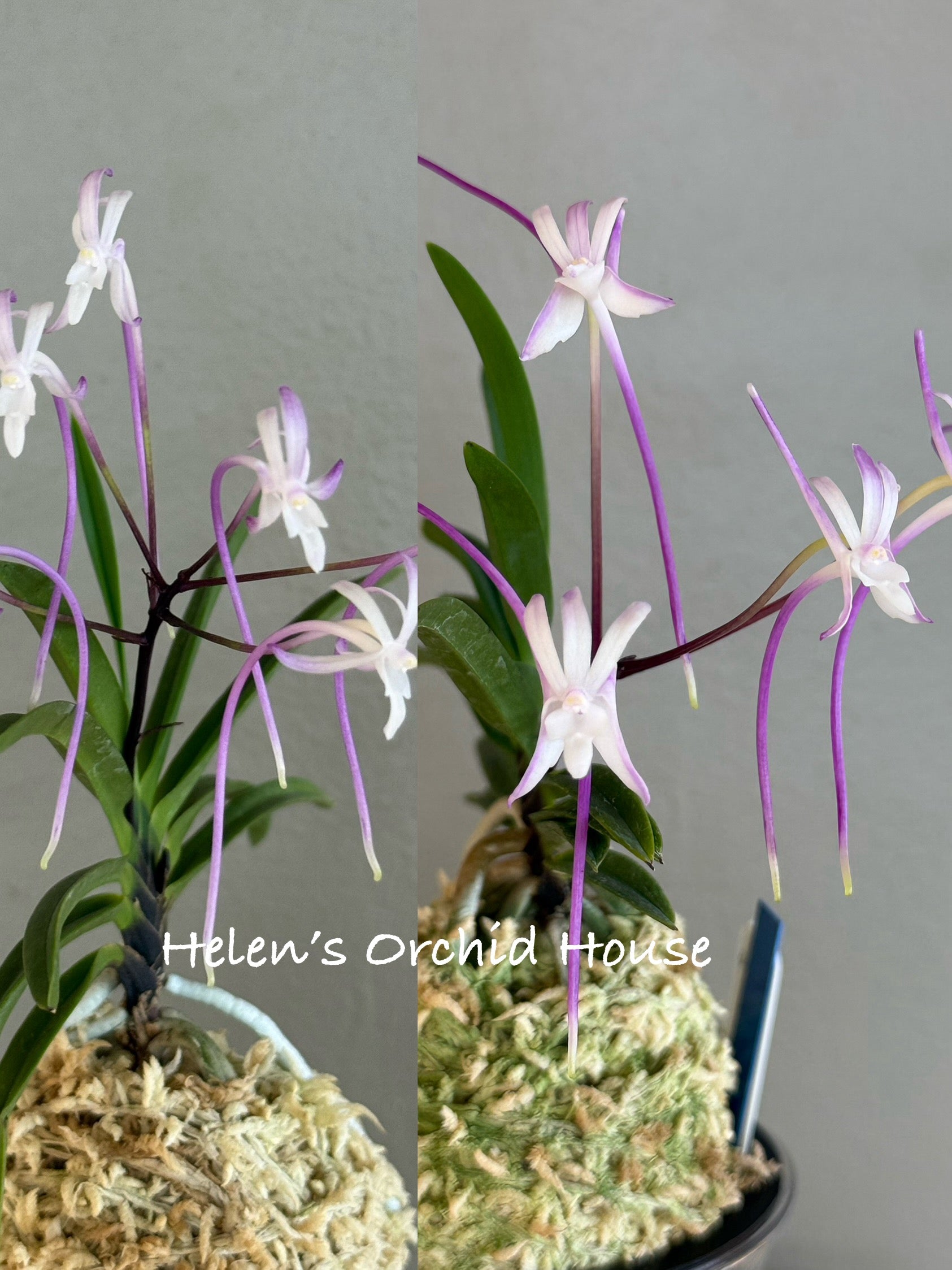 ネクロフィリア Neofinetia falcata Hanakanzashi 花簪 – Helen's Orchid House